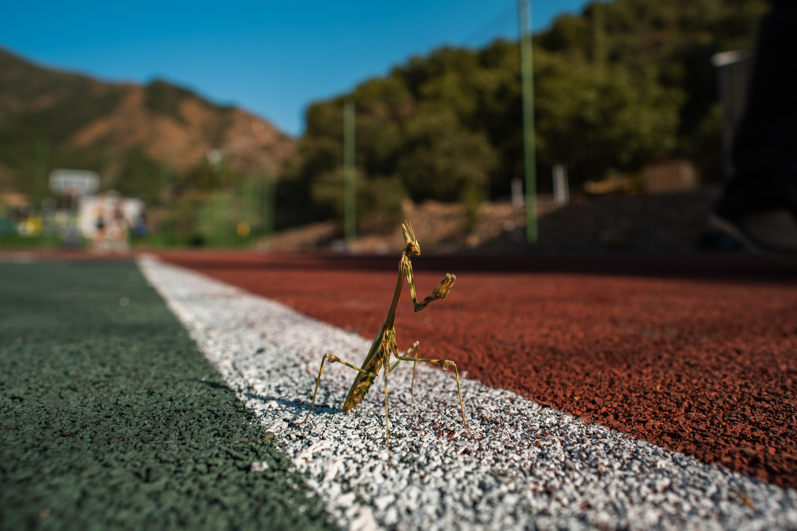 Sigma 12 mm F/1.4 DC DN Contemporary. Фотограф Григорий Кравец