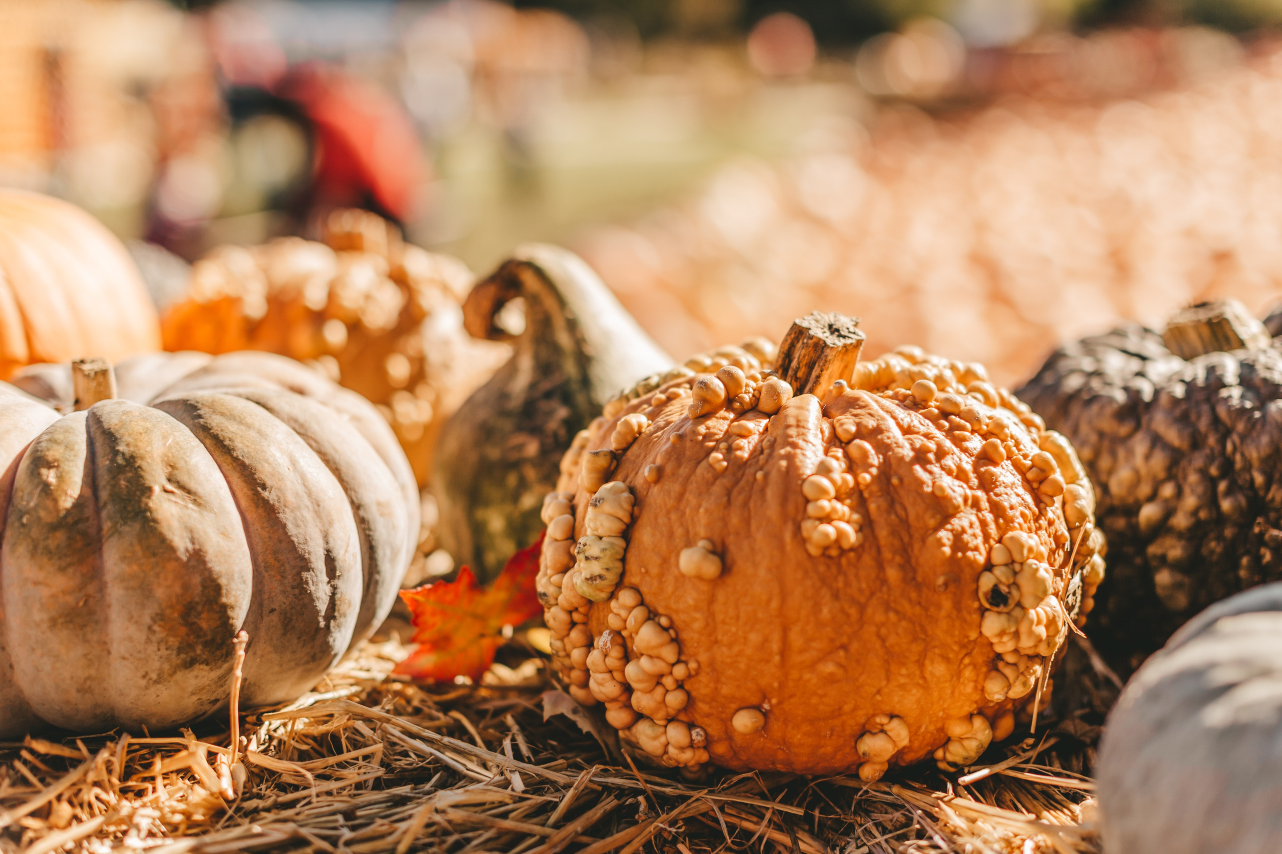 Фестиваль тыкв в Людвигсбурге. Фотограф в Германии — Мария Чистякова