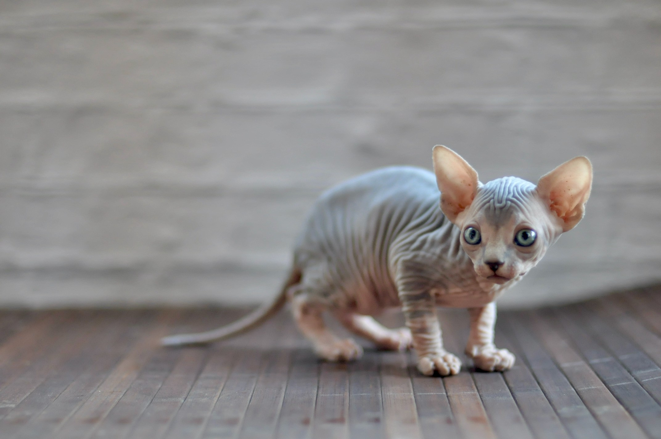 Litter E. Εκτροφείο γάτες Σφίγγα στην Λεμεσό, Κύπρος