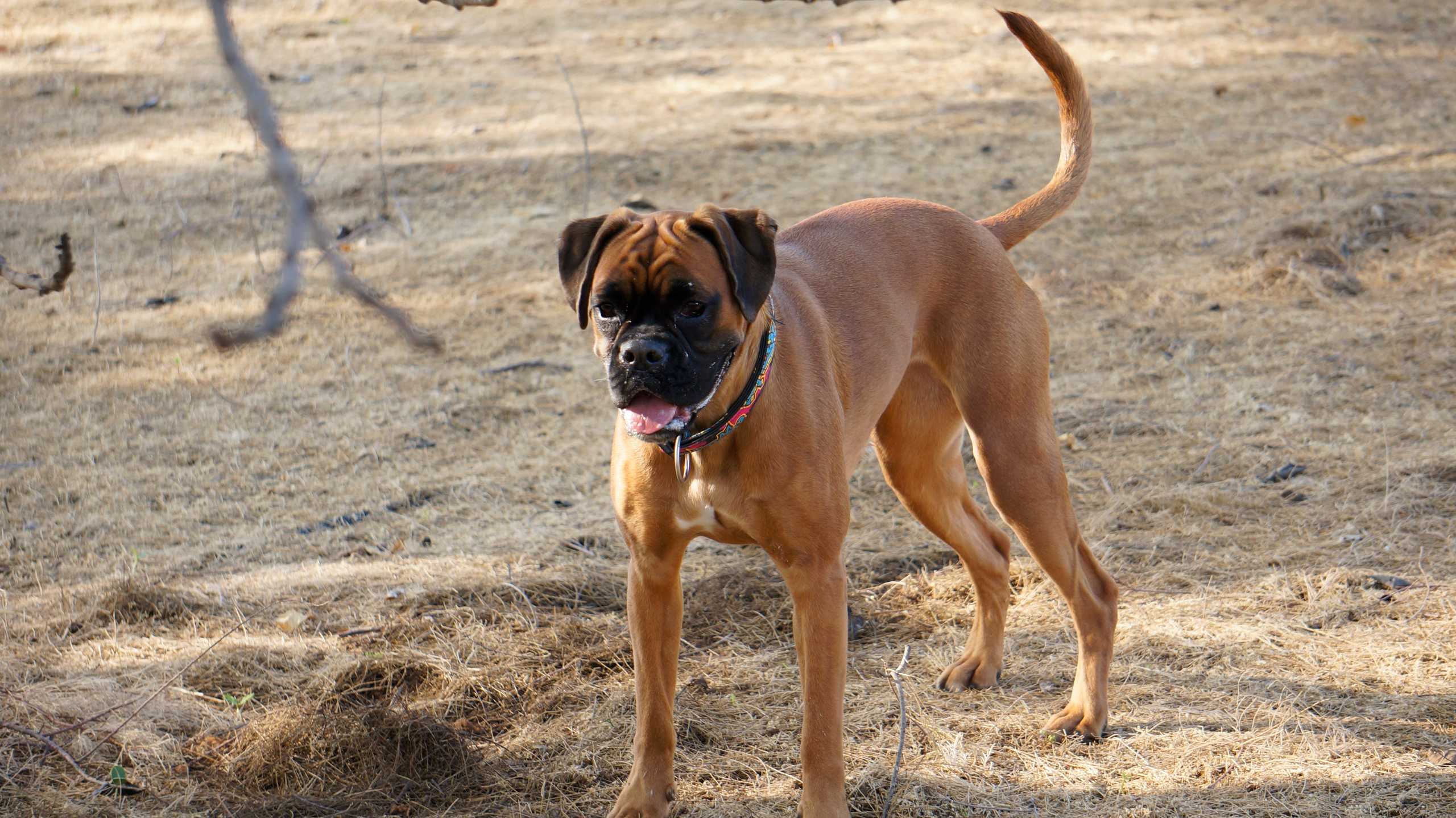 My ״Star״ Boxer Dog