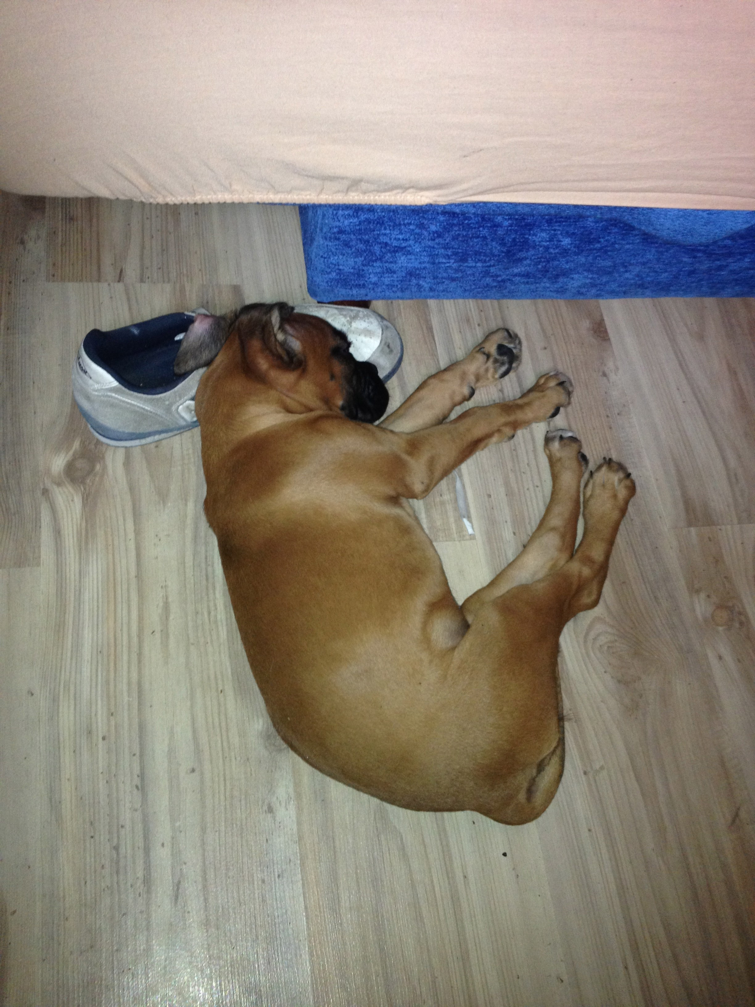 My ״Star״ Boxer Dog