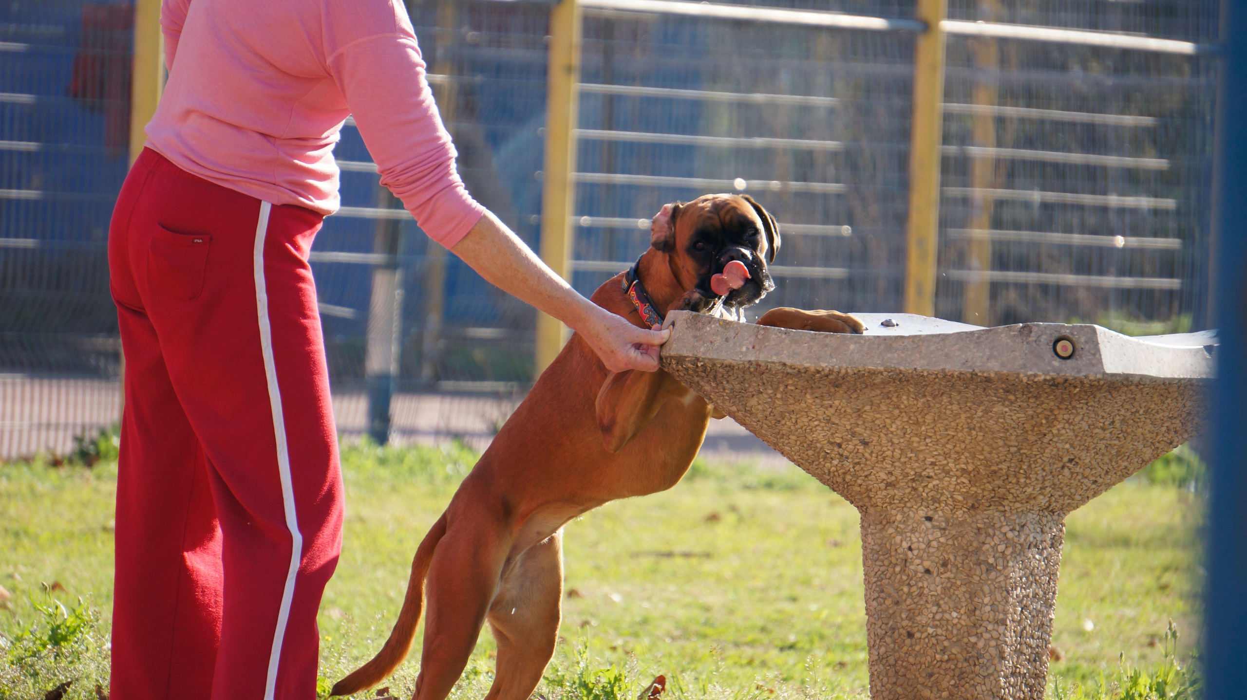 My ״Star״ Boxer Dog