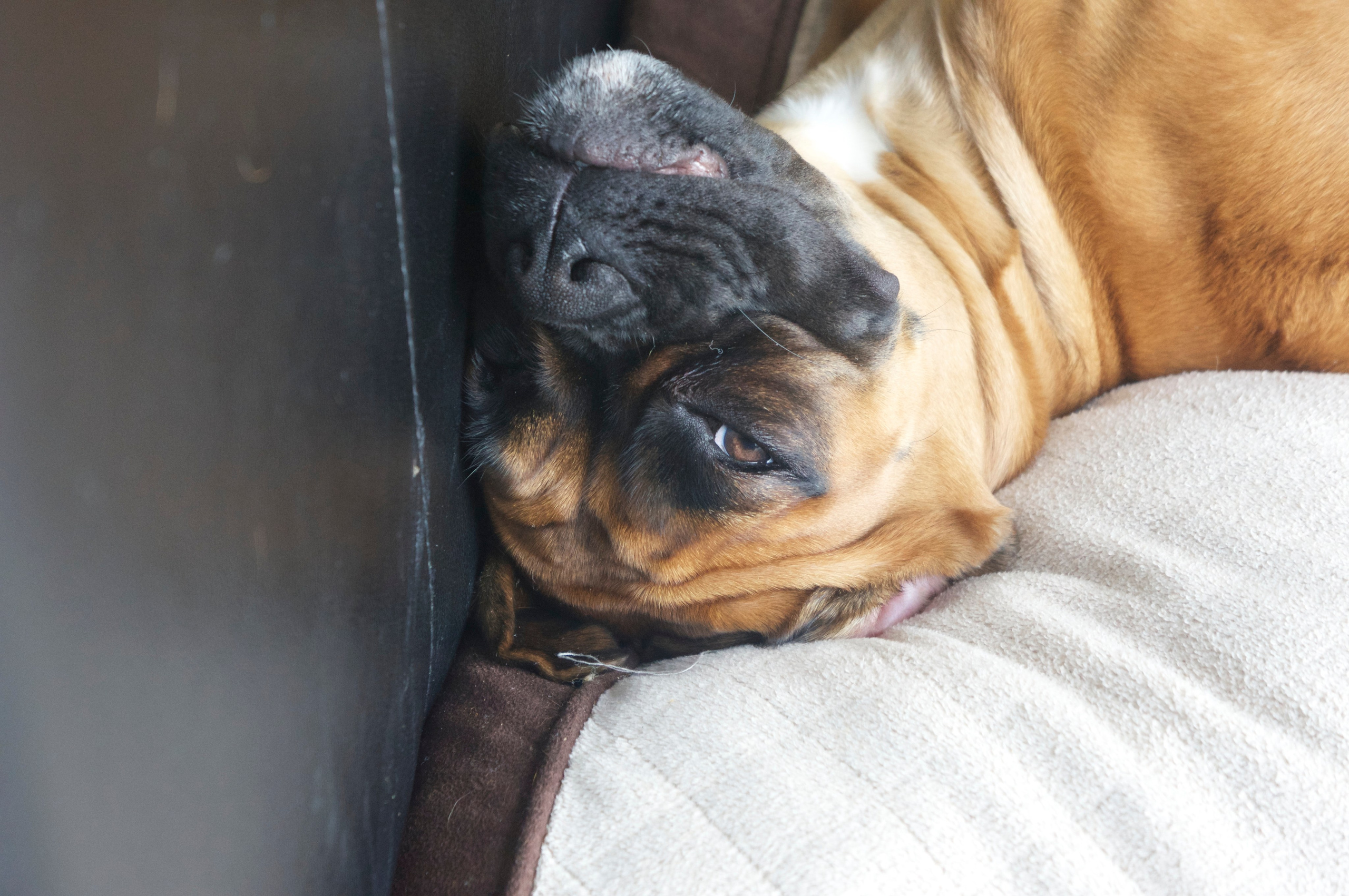 My ״Star״ Boxer Dog