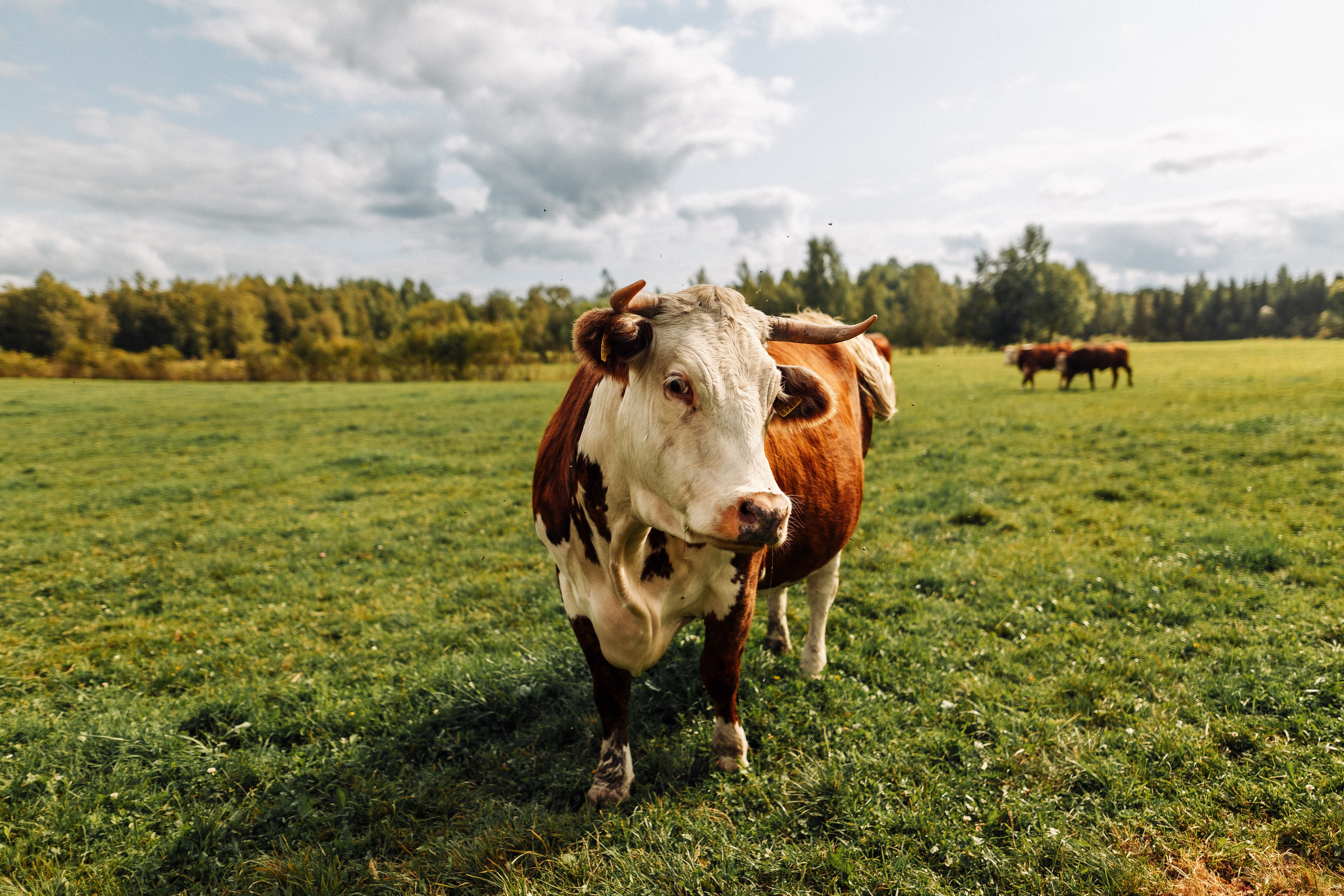 WS 1.0 Village Stories 18.08.2024. Portree- ja perefotograaf Anton Hansen Tallinnas, Eestis