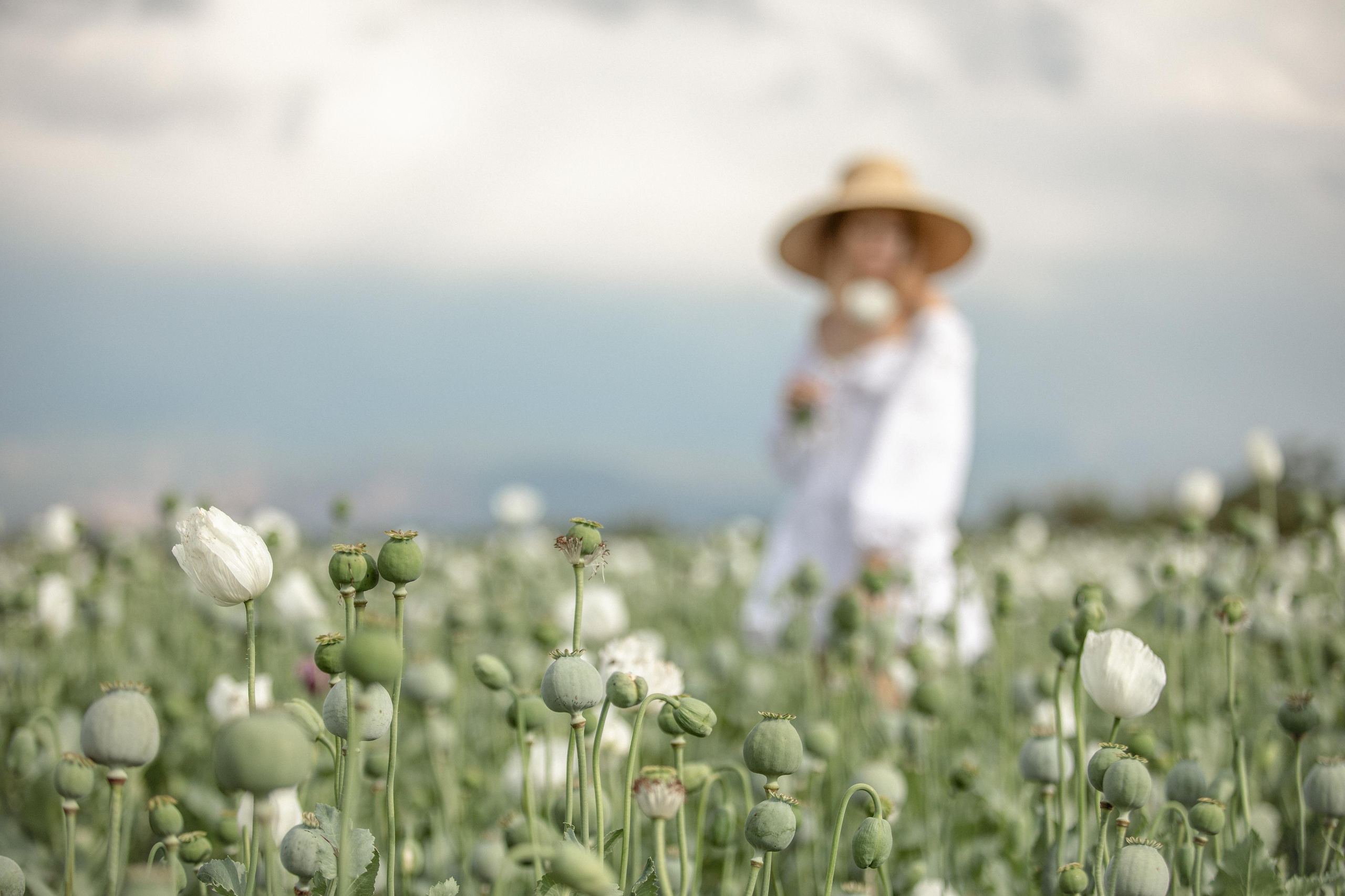Фотосессия на полях белых маков.Фотосессия на полях белых маков. Фотосессия в полях белых маков.Что посетить в Анталии.Фотограф в Анталии. Фотограф в Турции. Фотограф в Белеке. Фотограф в Алании. Фотограф Аланья. Фотограф Анталья. Фотограф Белек. Фотограф Турция. Фотограф Каш. Фотограф Бодрум. Свадебнвй фотограф в Турции. Организатор свадеб в Турции . Оранизатор свадеб в Алании. Организатор свадеб в Анталии. Что цветет в Турции.что цветет на анталийском побережье.