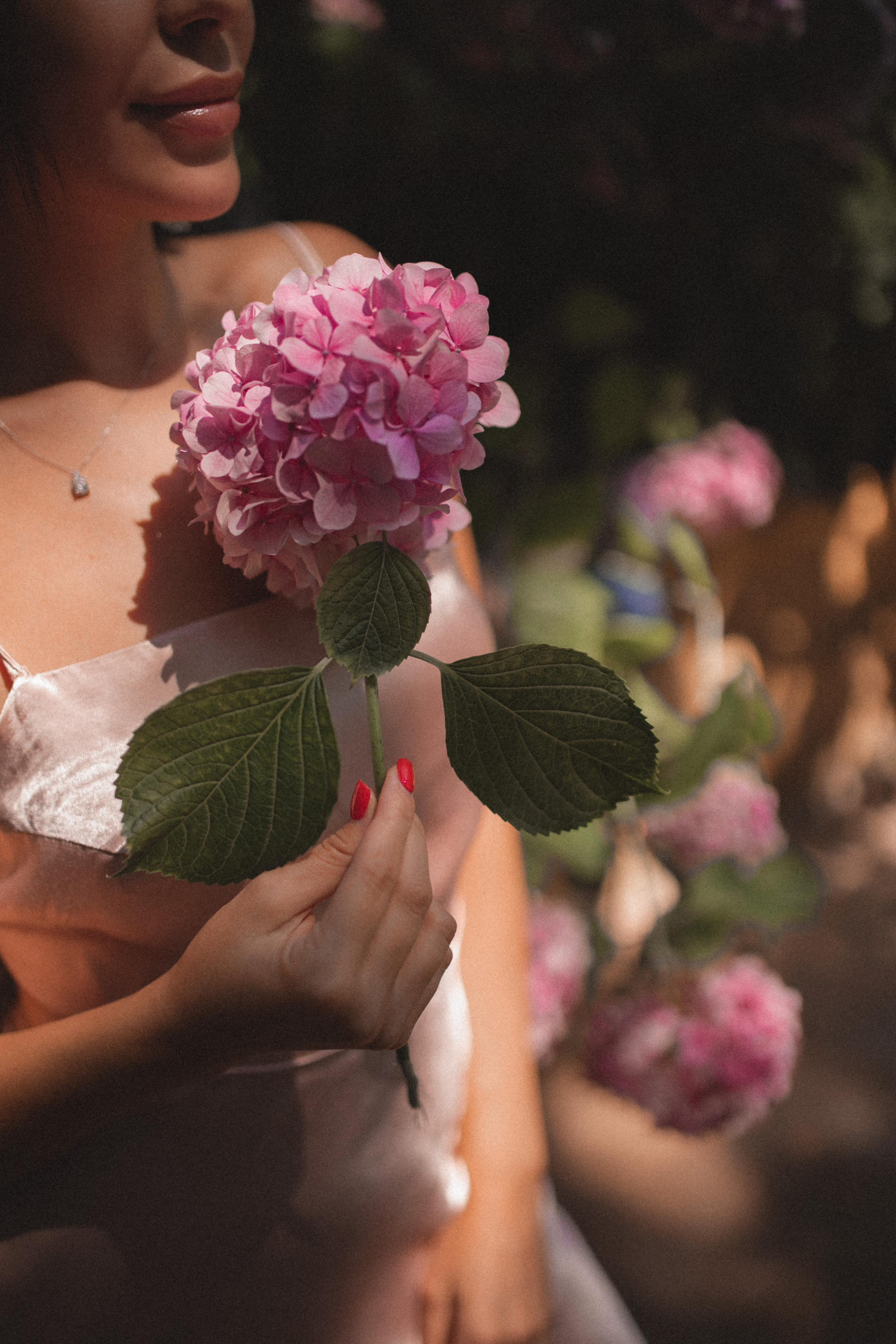 Цветение Гортензии. Фотограф в Анталии. Фотограф в Турции. Фотограф в Белеке. Фотограф в Алании. Фотограф Аланья. Фотограф Анталья. Фотограф Белек. Фотограф Турция. Фотограф Каш. Фотограф Бодрум. Свадебнвй фотограф в Турции. Организатор свадеб в Турции . Оранизатор свадеб в Алании. Организатор свадеб в Анталии. Что цветет в Турции.что цветет на анталийском побережье.