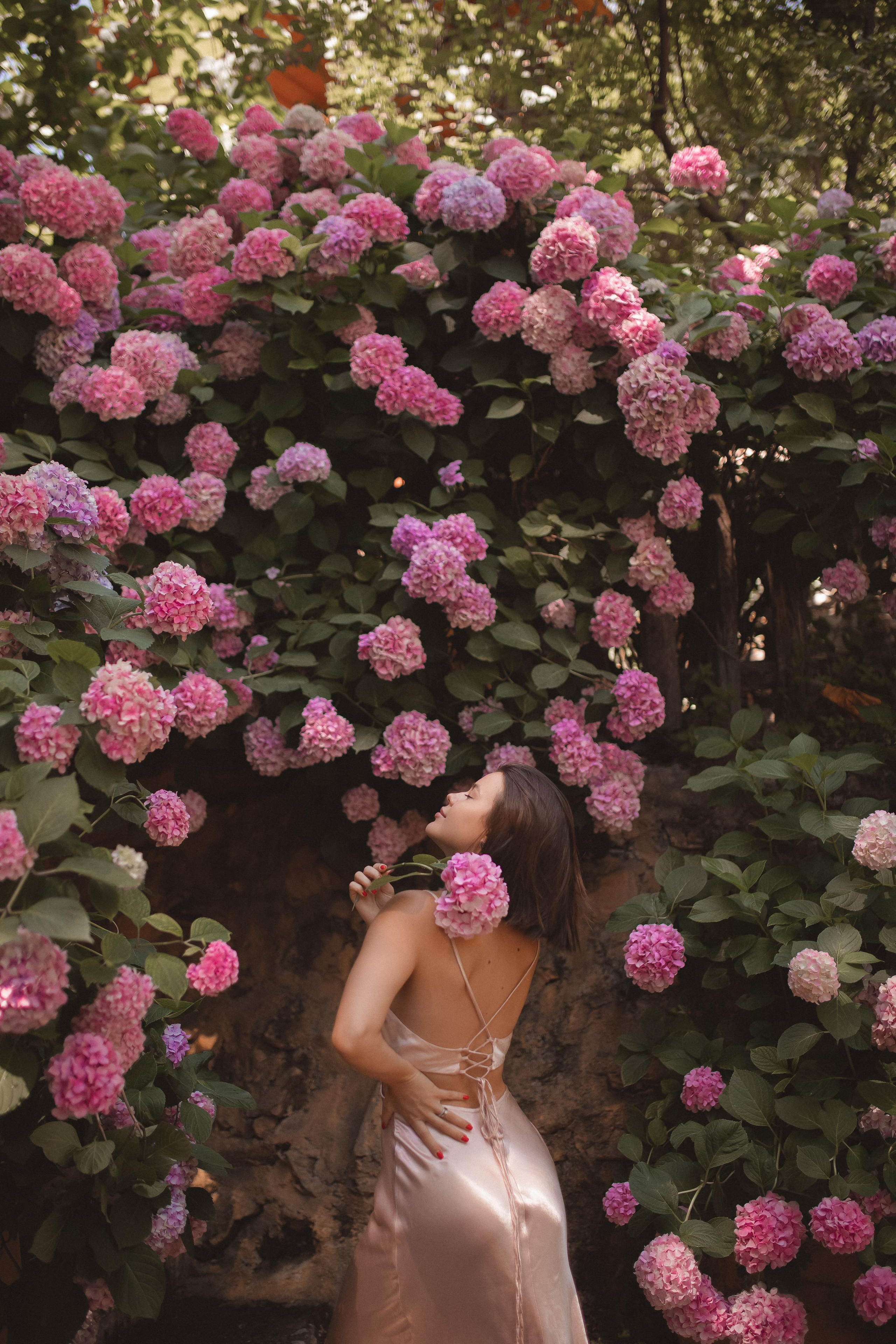 Цветение Гортензии. Фотограф в Анталии. Фотограф в Турции. Фотограф в Белеке. Фотограф в Алании. Фотограф Аланья. Фотограф Анталья. Фотограф Белек. Фотограф Турция. Фотограф Каш. Фотограф Бодрум. Свадебнвй фотограф в Турции. Организатор свадеб в Турции . Оранизатор свадеб в Алании. Организатор свадеб в Анталии. Что цветет в Турции.что цветет на анталийском побережье.