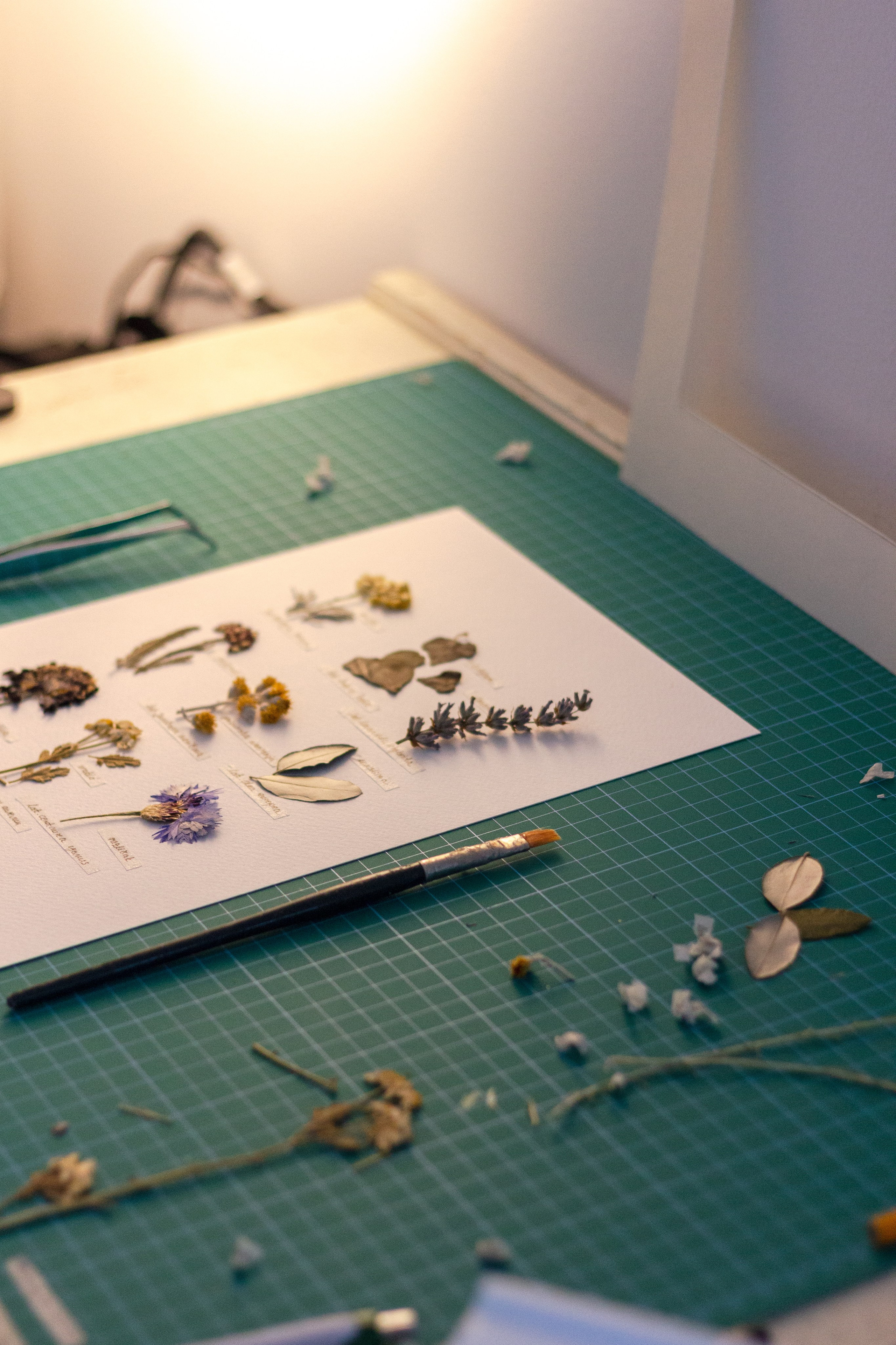 Portfolio. Herbarij studio