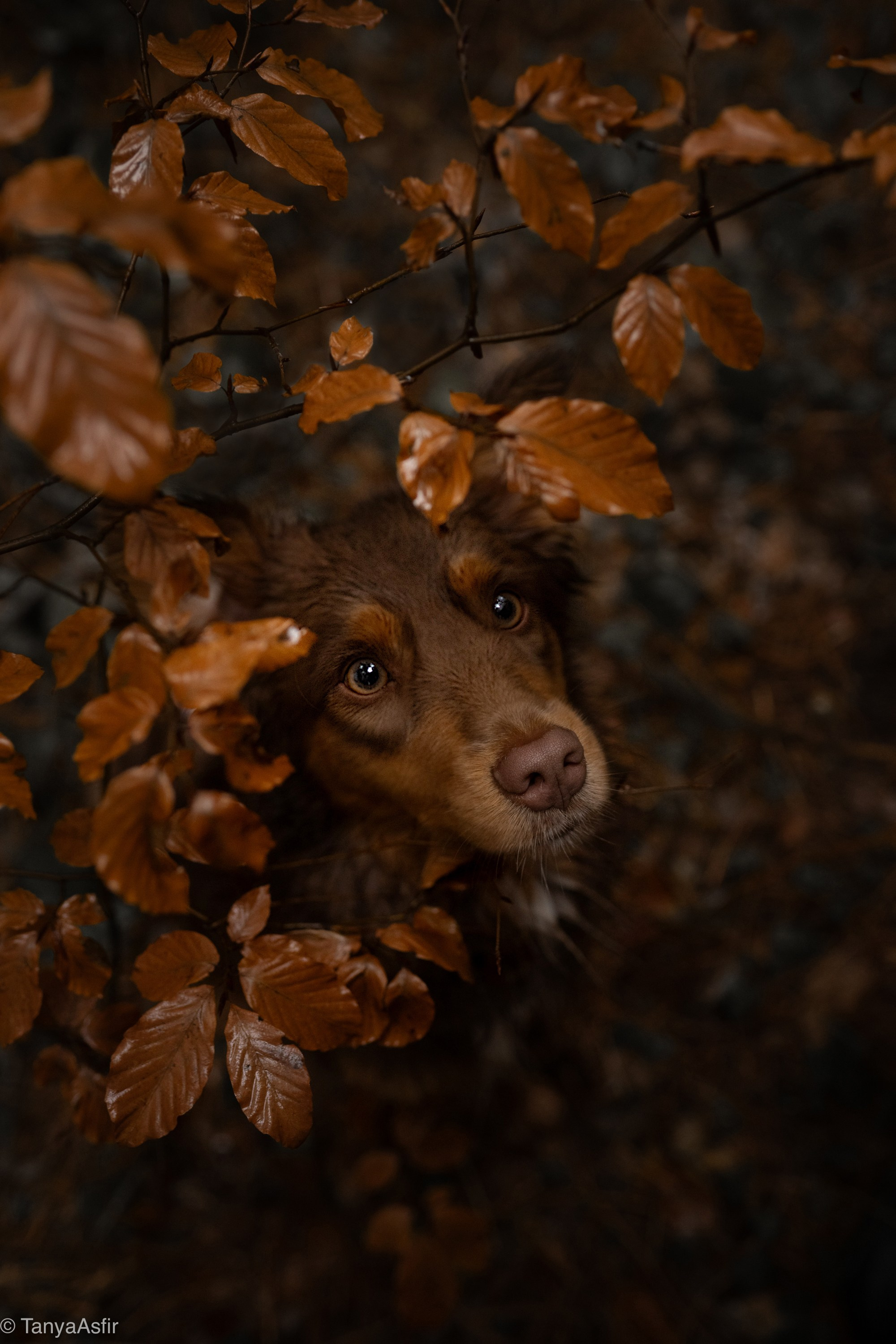 Chocolate Mini American Shepherd in brown autumn leaves