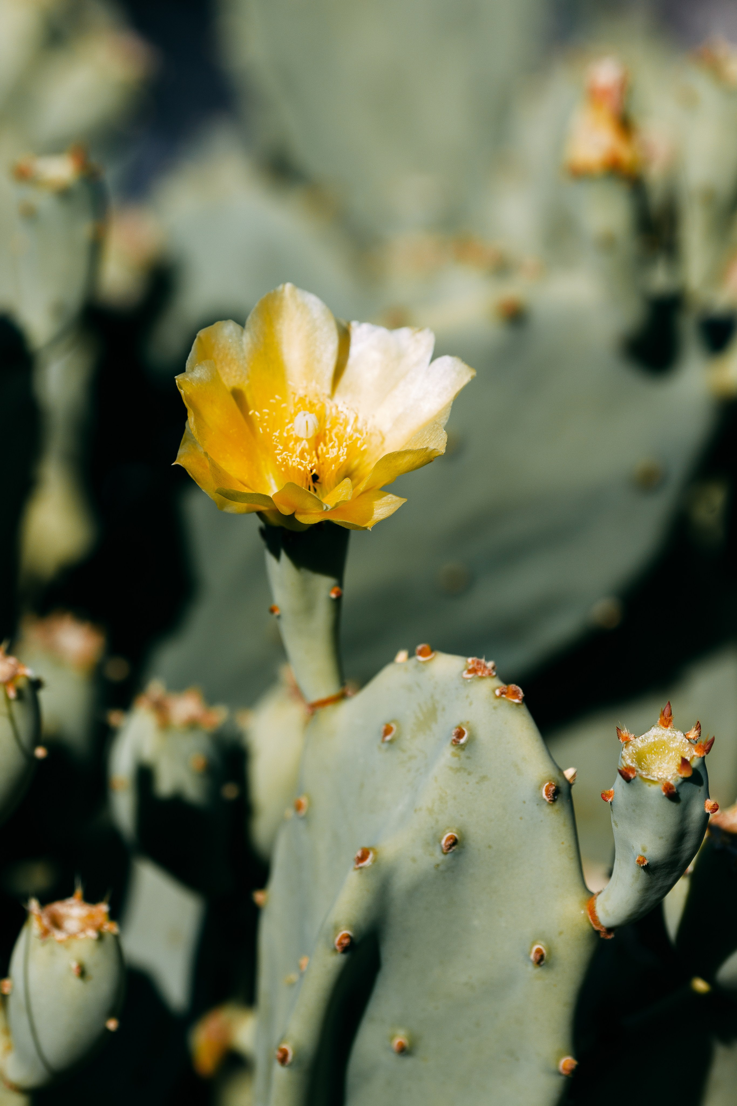 Love Kroatien. Professionele fotografin in Münsingen Olesia Wegele