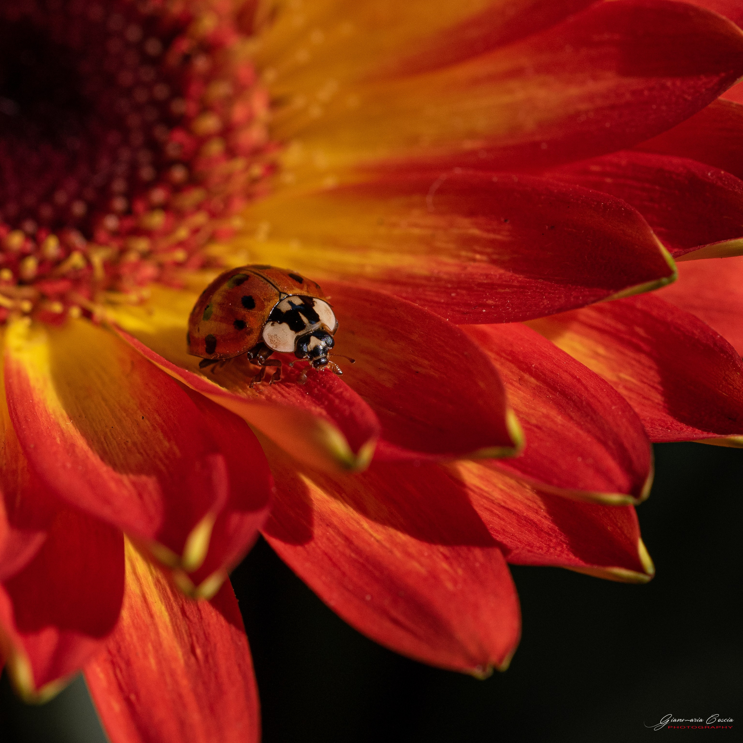 “Gianmaria Coscia fotografo per passione”
