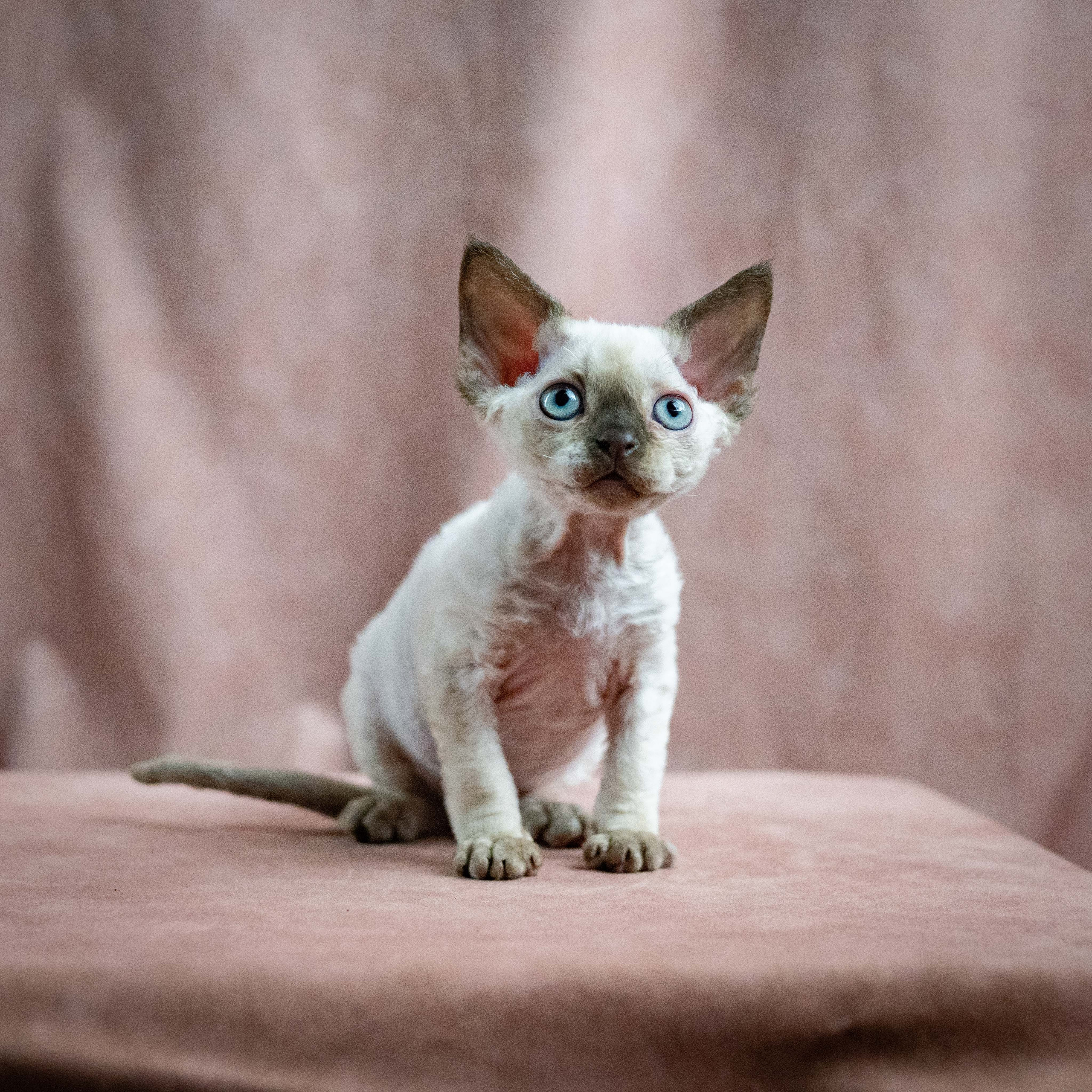 Mila, girl, born 01.15.26. Devon Rex Pixie Cattery