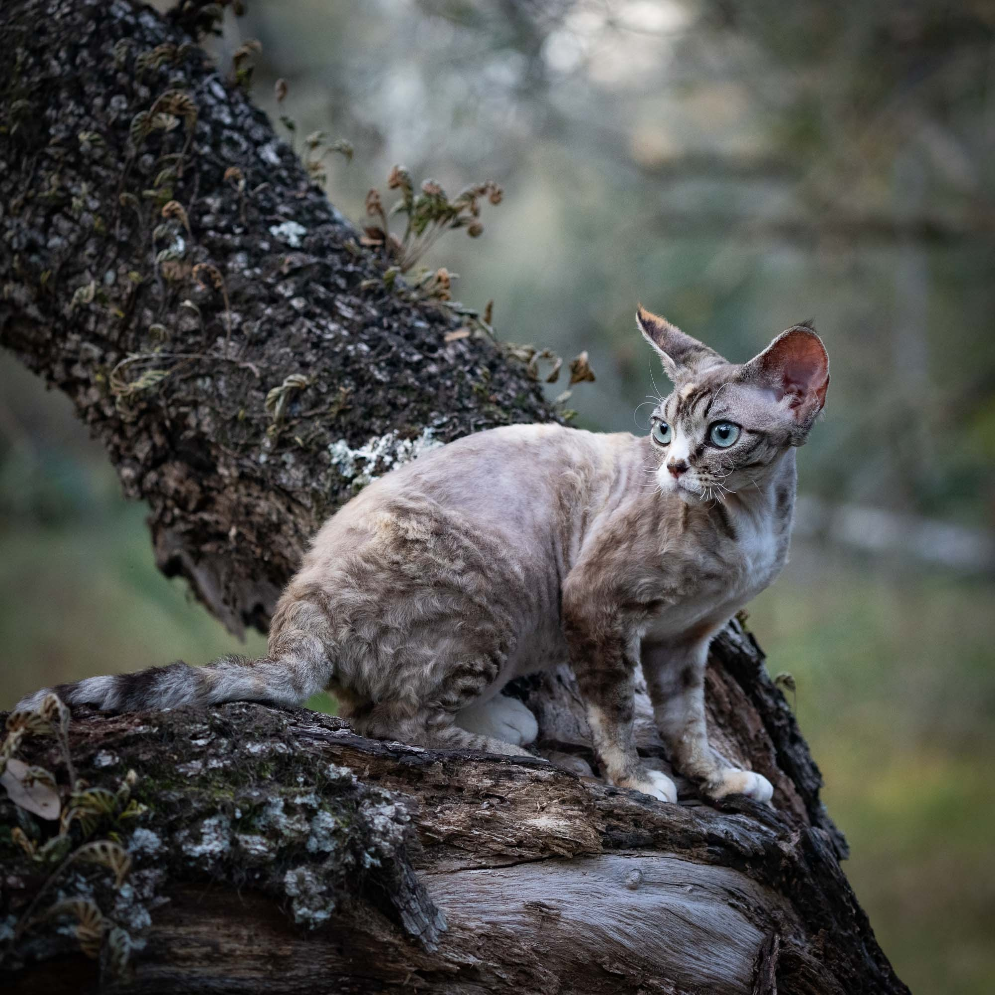 Kasia,  girl, born 07.02.2025. Devon Rex Pixie Cattery