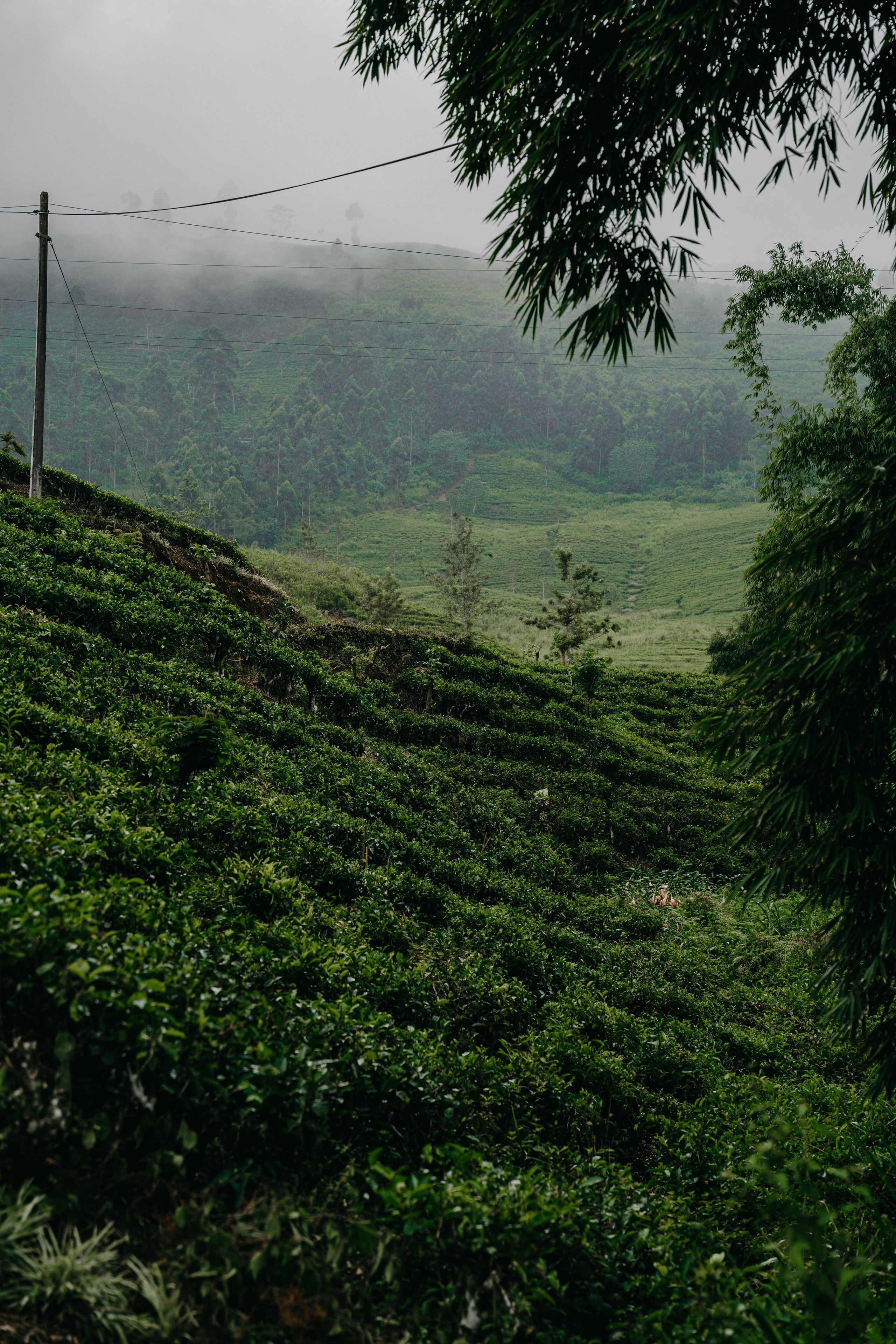 Relais & Châteaux, Tea Trails, Sri Lanka. Editorial photographer Yuliya Drazdovich