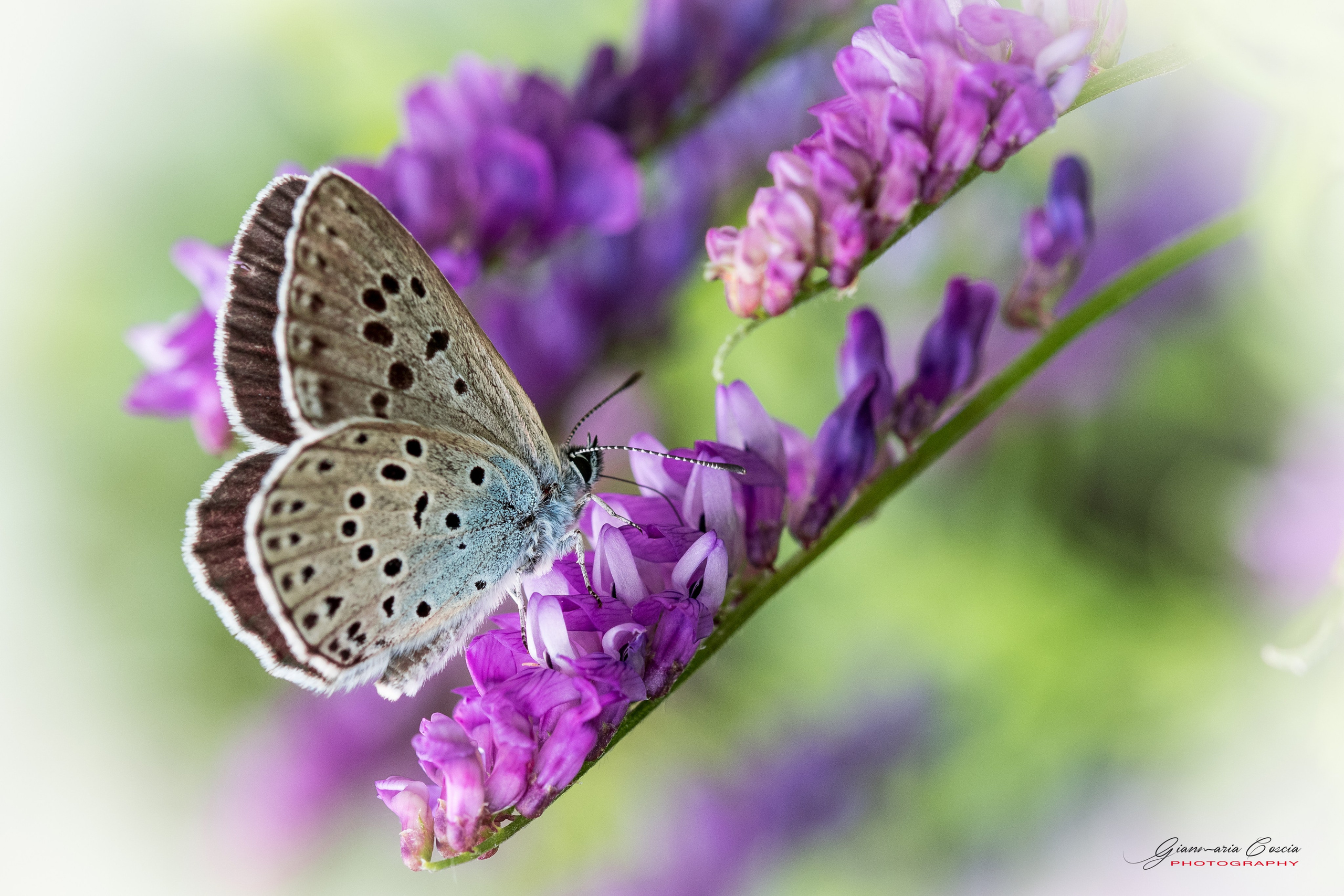 “Gianmaria Coscia fotografo per passione”