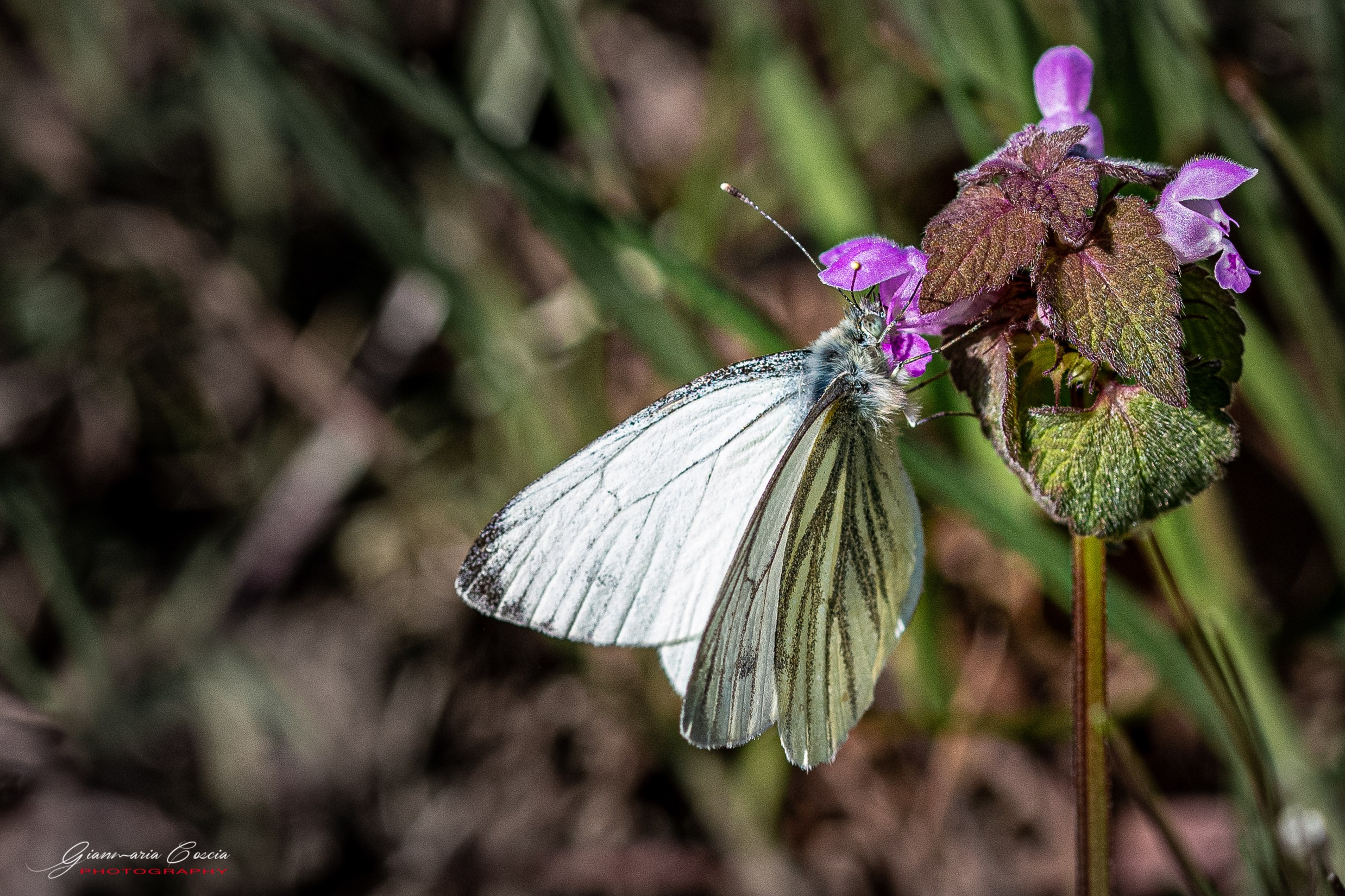 Farfalle. “Gianmaria Coscia fotografo per passione”