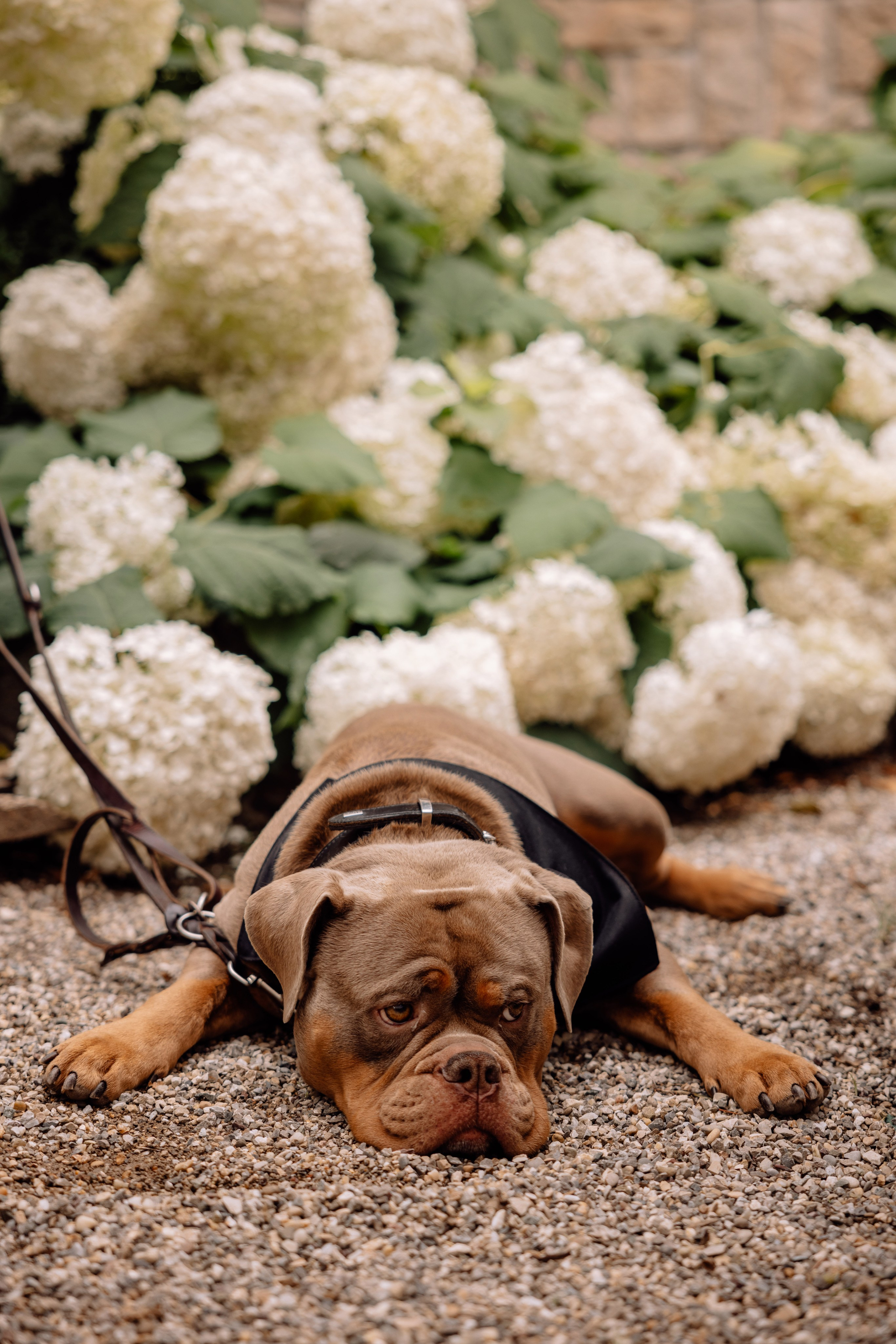 Hochzeit in der Birkenheide (Geisenfeld). Hochzeitsfotograf München Taufe Familienfotograf Tanja Mauke