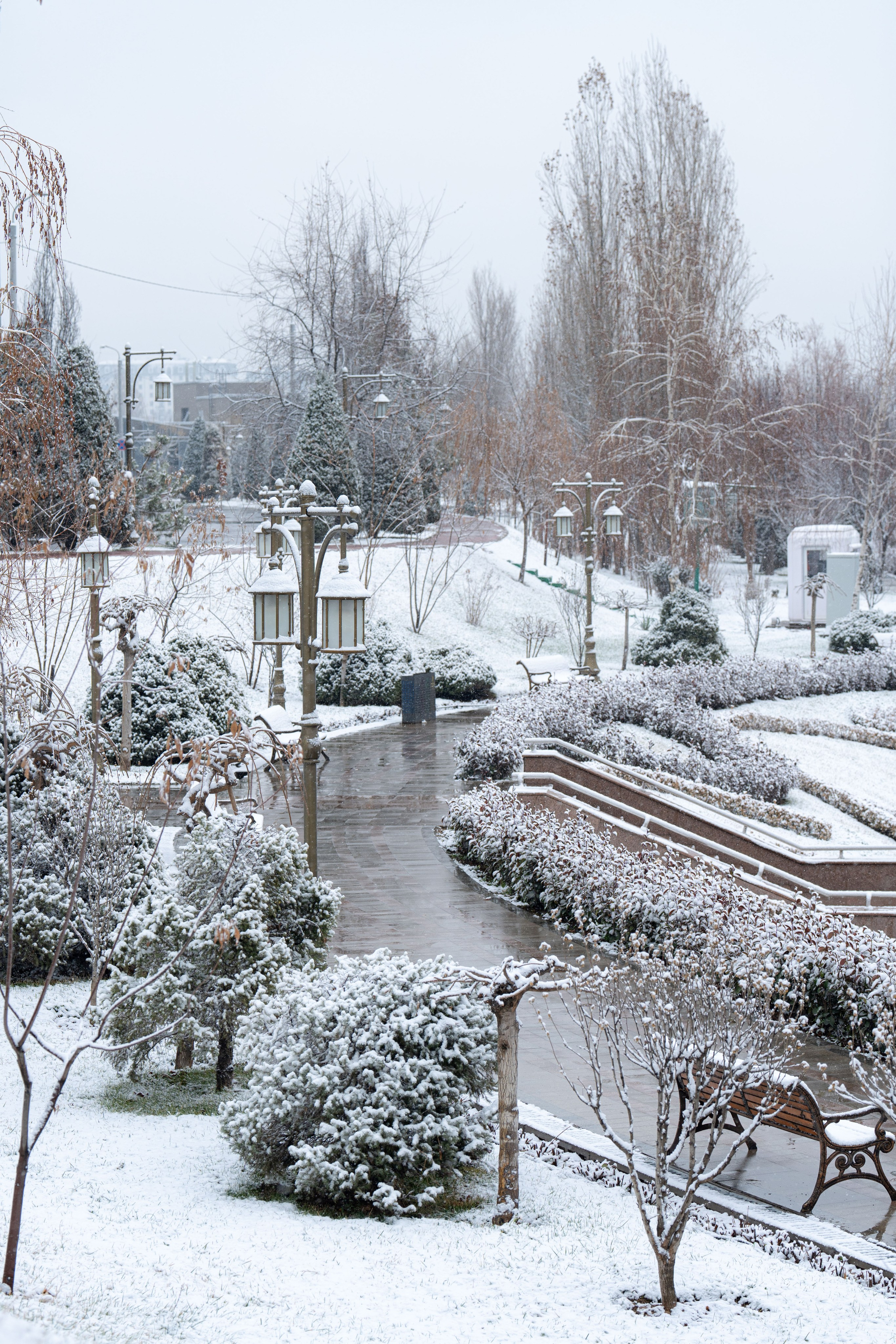 Первый снег в 2024 году. Георгий Намазов | Фотограф в Ташкенте