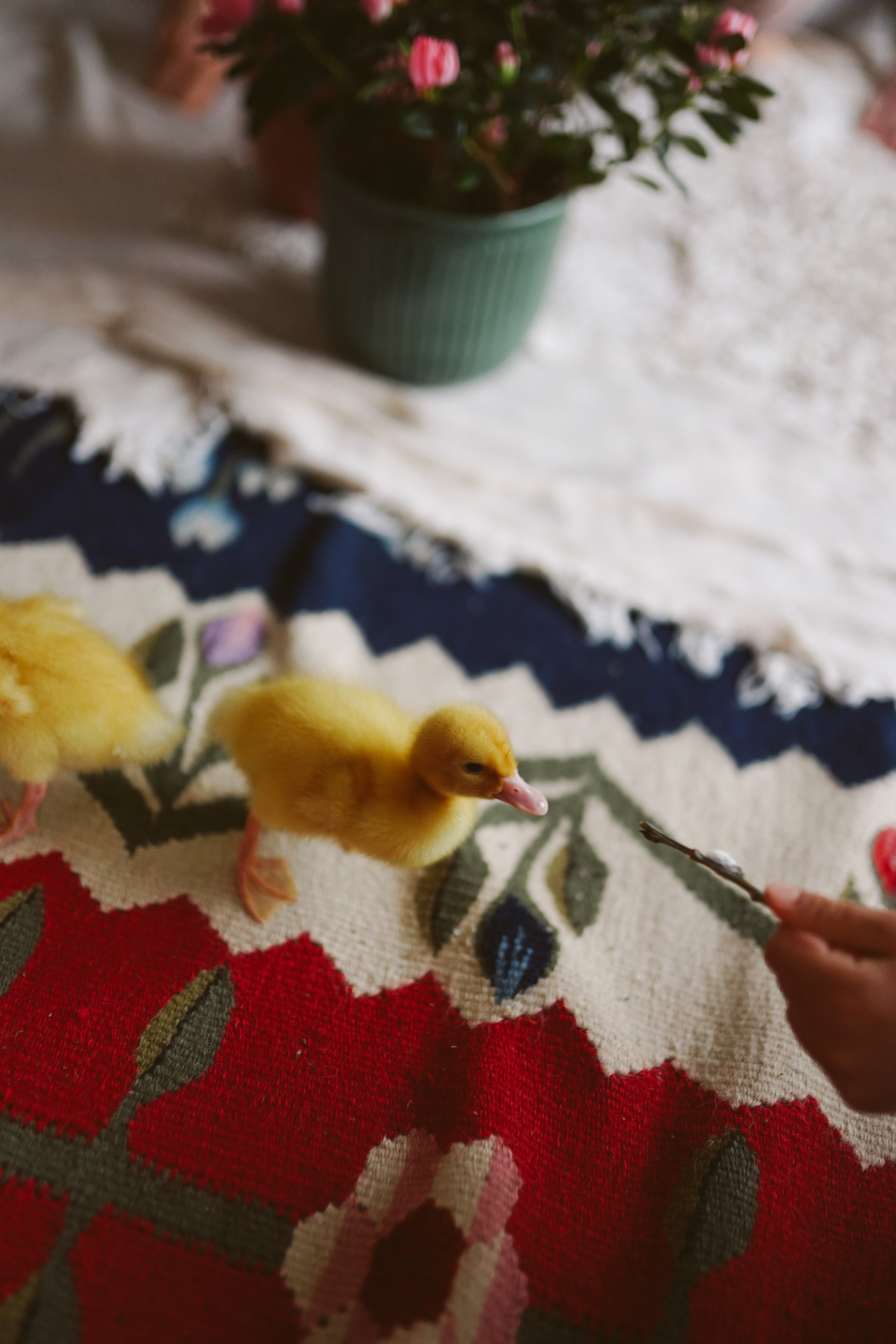 Ședințe Foto de Paște Brașov: Gălbenuș | Mădălina Beda. Madalina Beda- Artist vizual, fotograf, doula la nastere, consultant babywearing Brasov si in toata tara