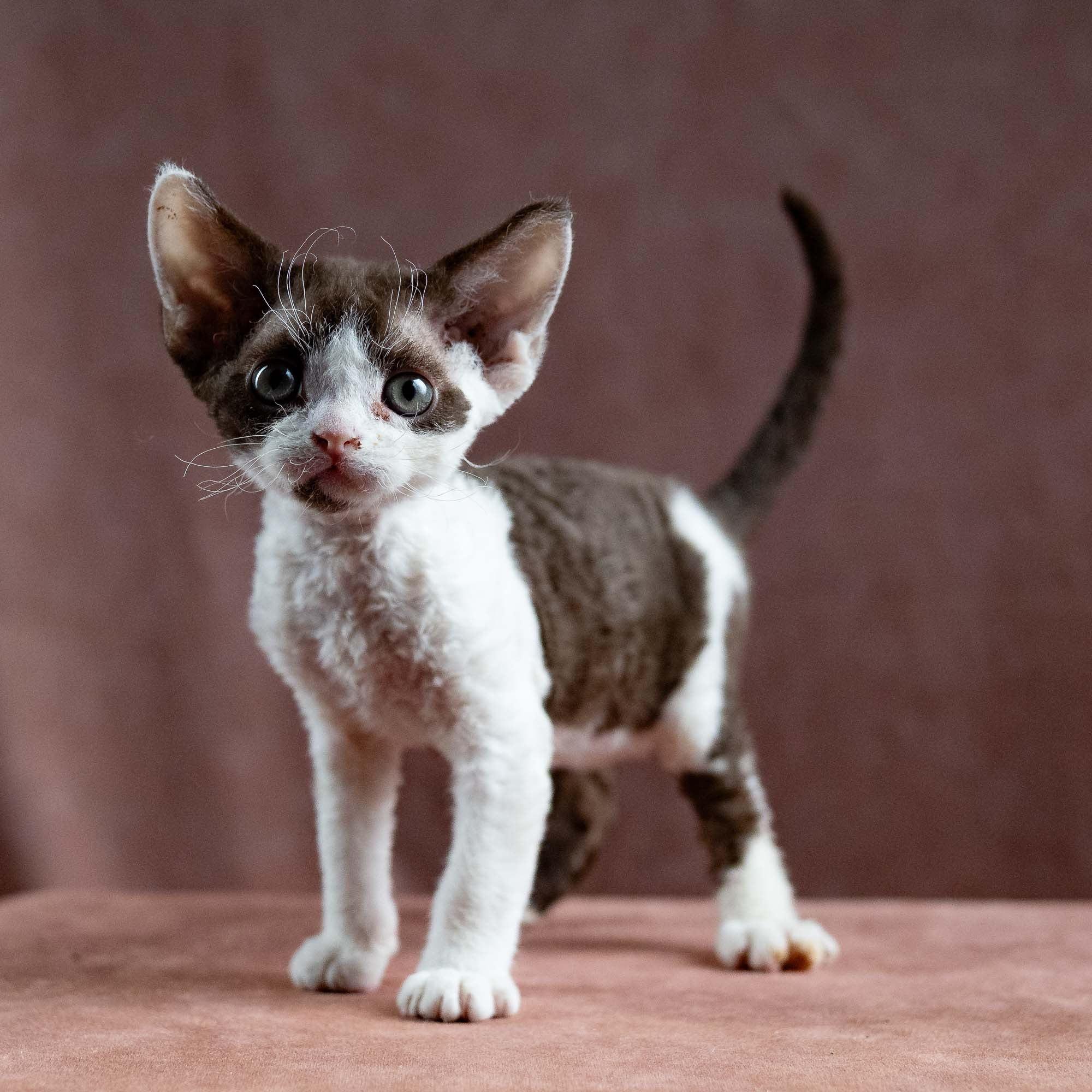 Henry,  boy, born 04.20.25. Devon Rex Pixie Cattery