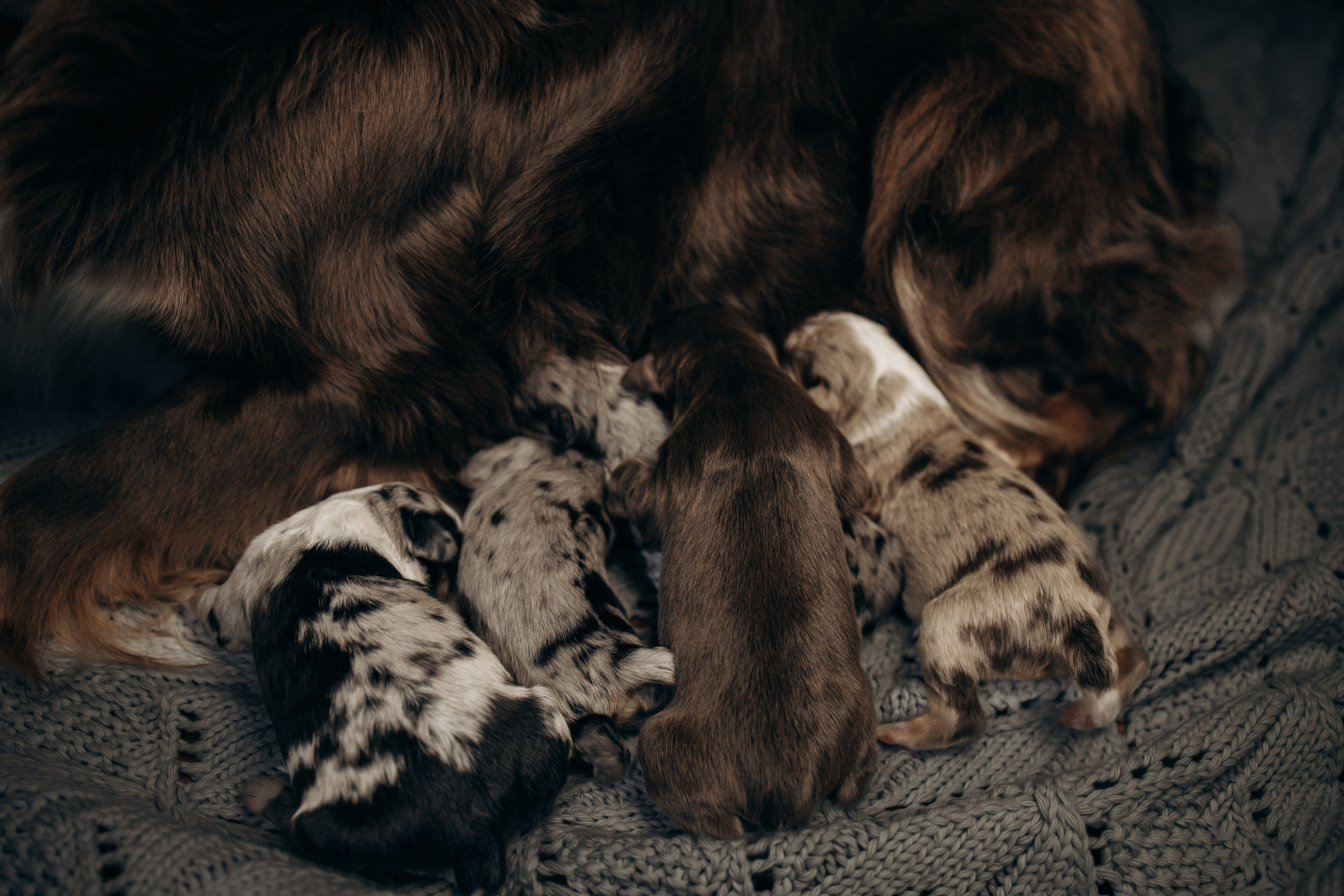 Tiny Aussies. Pet Photographer Viktoriya Aleshenko