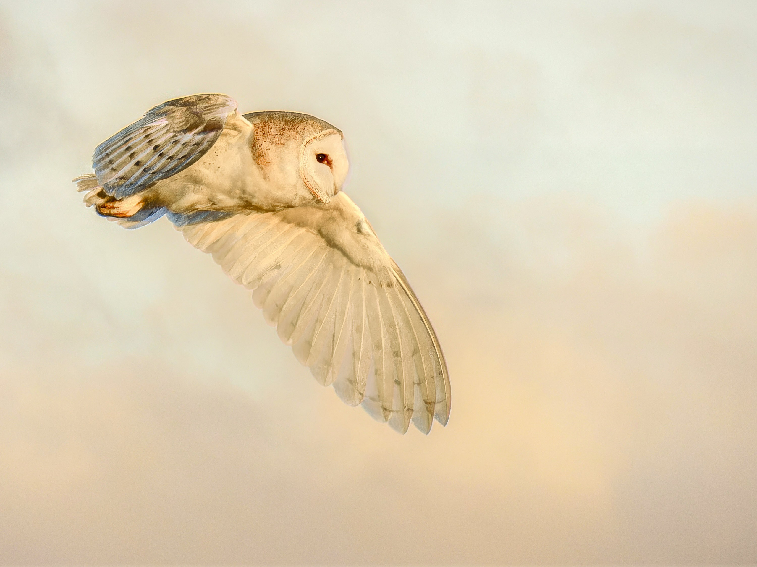 UK Wildlife Photography Gallery. Hedley Wright Photography | East Anglia Sport, Street, Wildlife, Landscape & Astrophotography