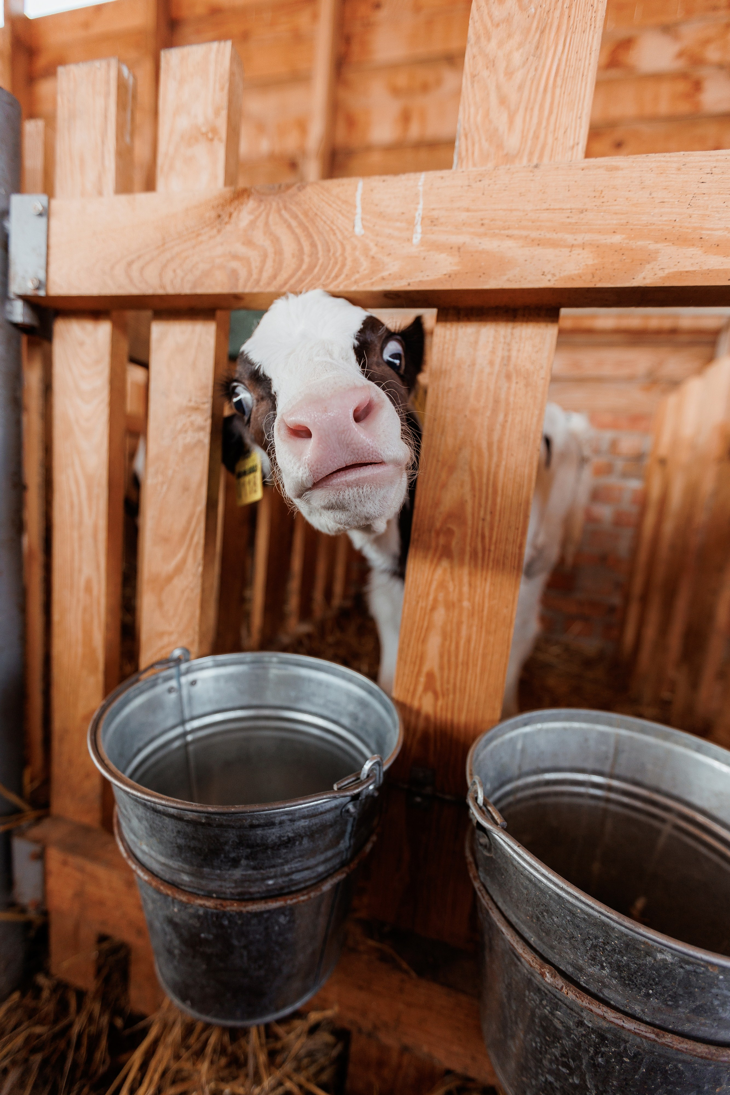 Екопарк Аміла. Ірина Терещук