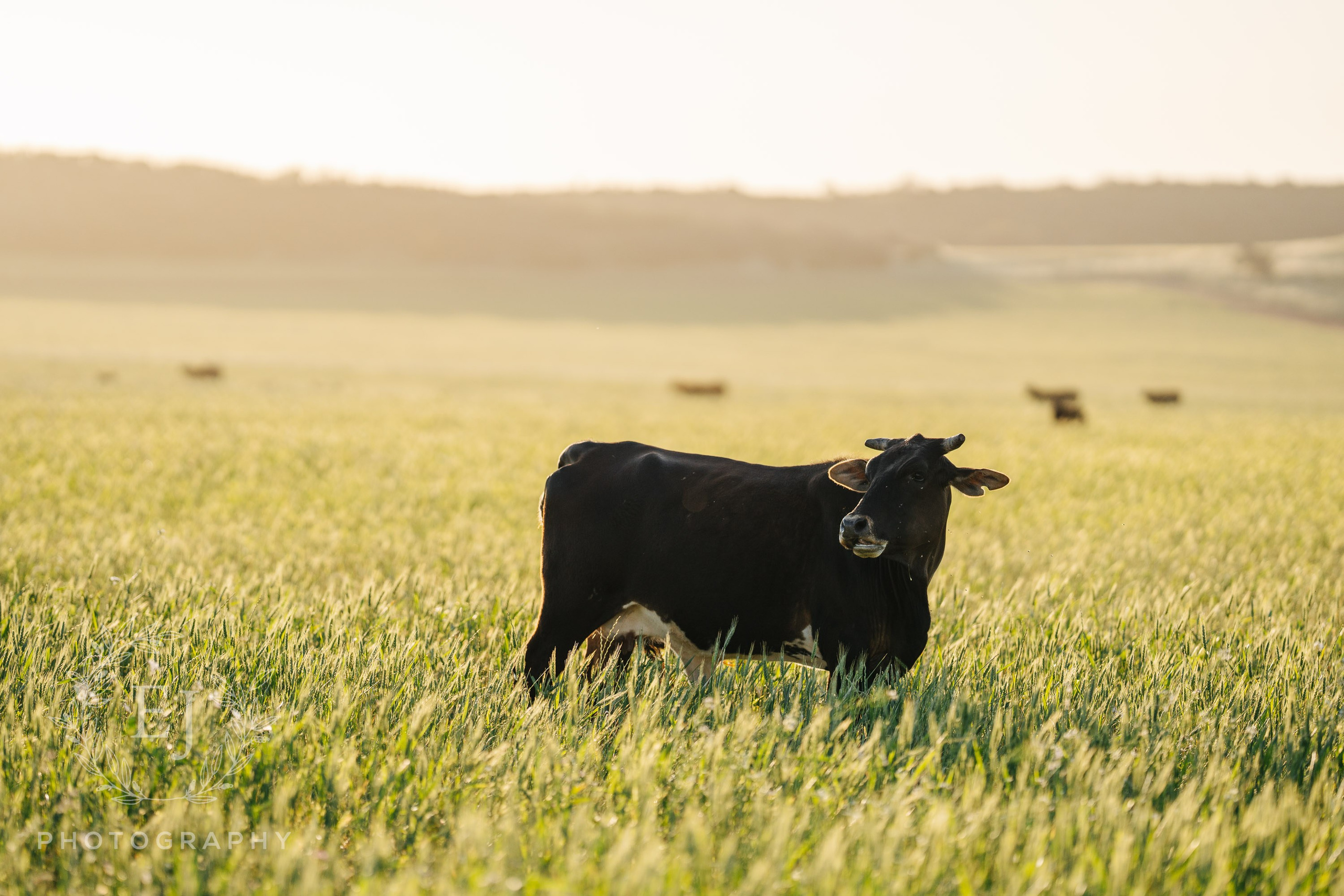 Amie & Jamie — Emu Creek Gardens, Geraldton. Emma Joy Photography