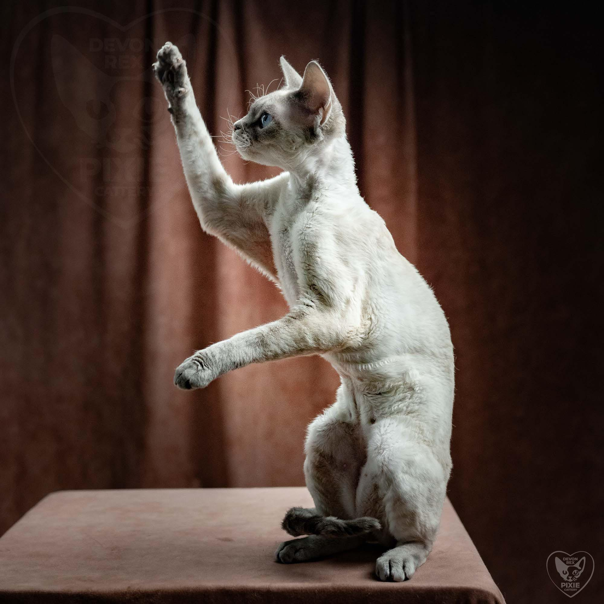 Fuji. Devon Rex Pixie Cattery