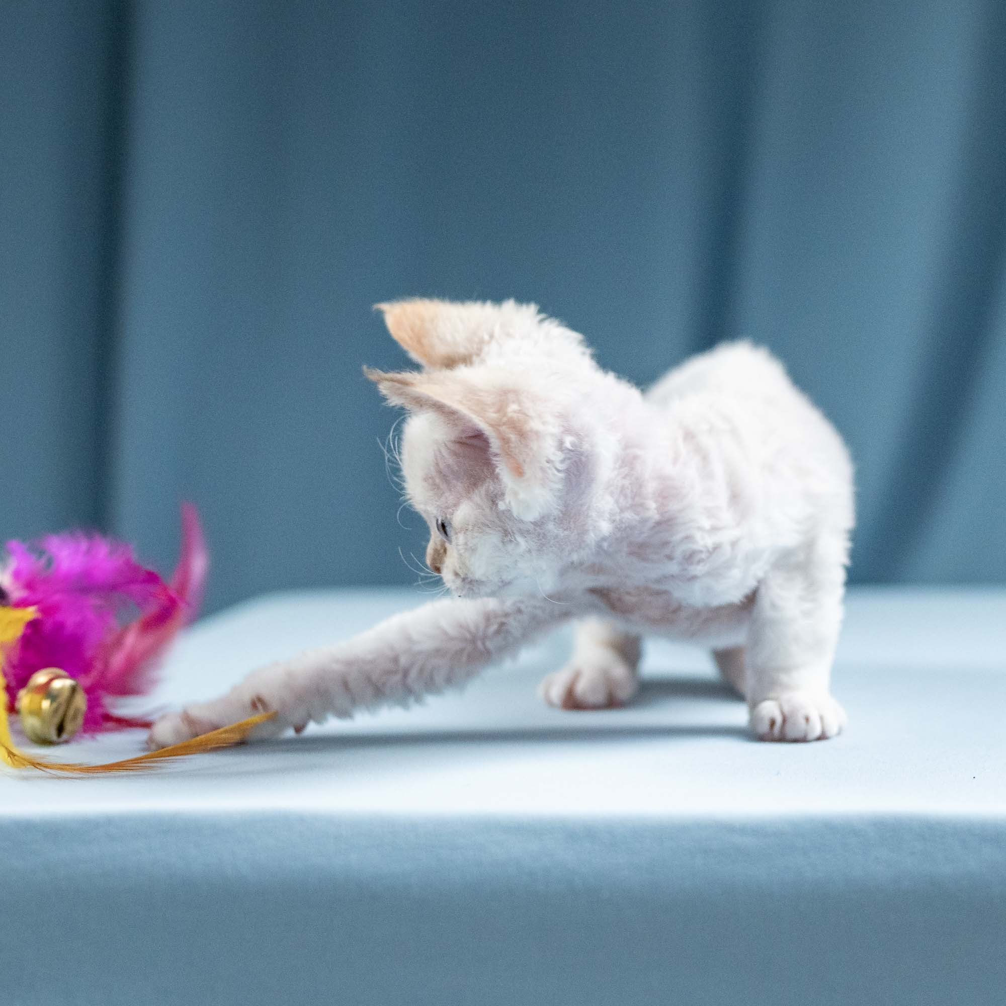 Jessica, girl, born 06.25.2025. Devon Rex Pixie Cattery