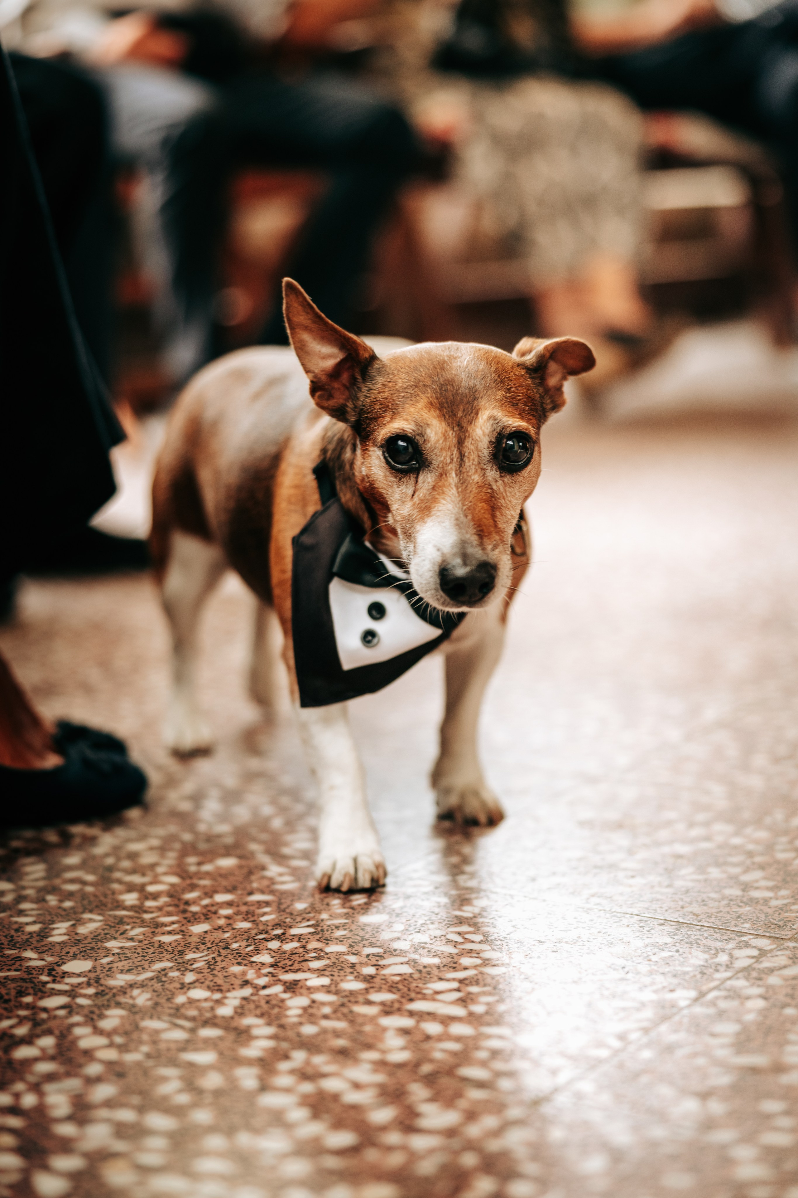 Venčanje Mara i Sonje u Čeneju Farma 47. Profesionalni fotograf za venčanja – Milan Luković