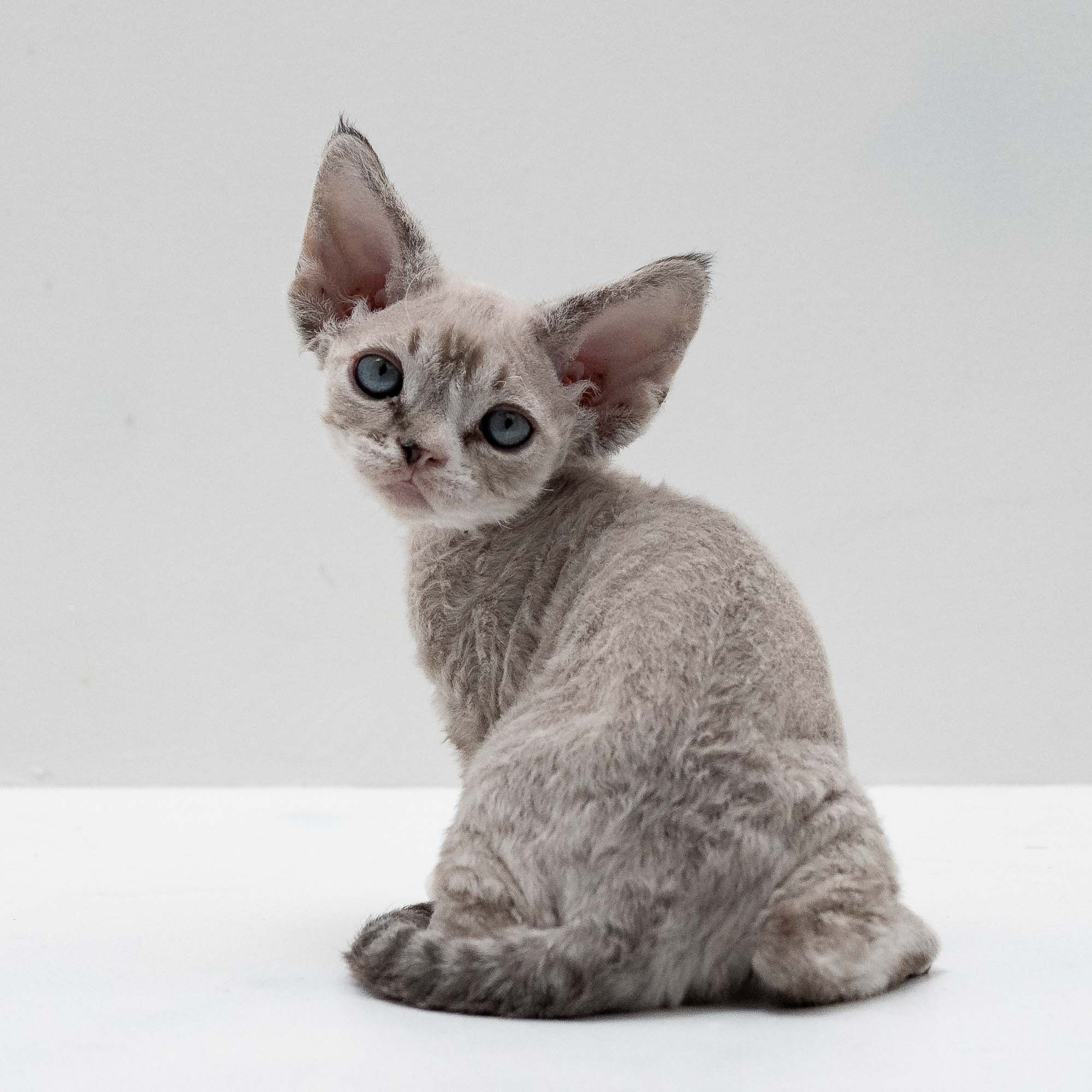 Fuzzy, boy, born on 01.01.25. Devon Rex Pixie Cattery