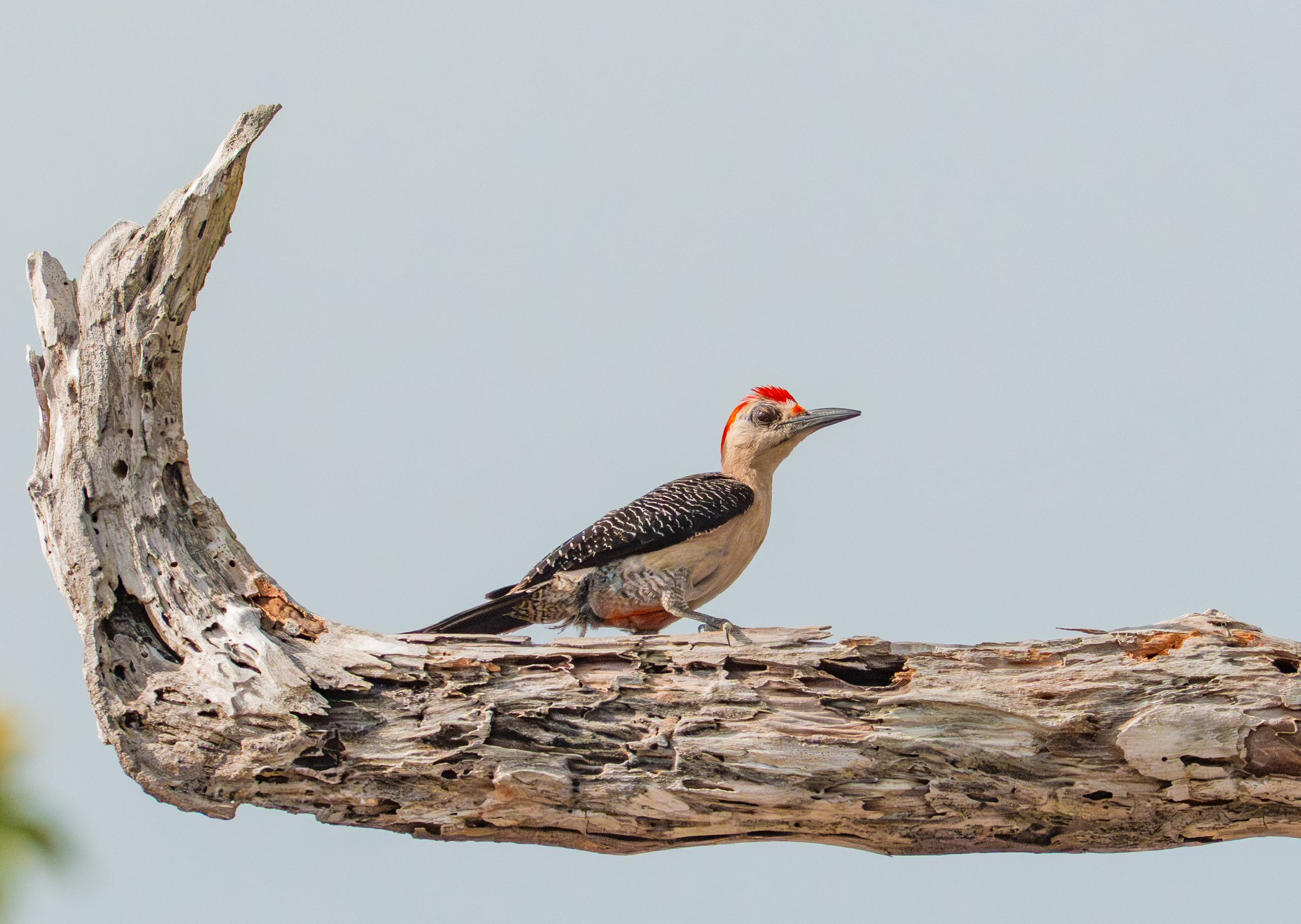 Carpinteros. Nature photographer Yuri Soria-Galvarro