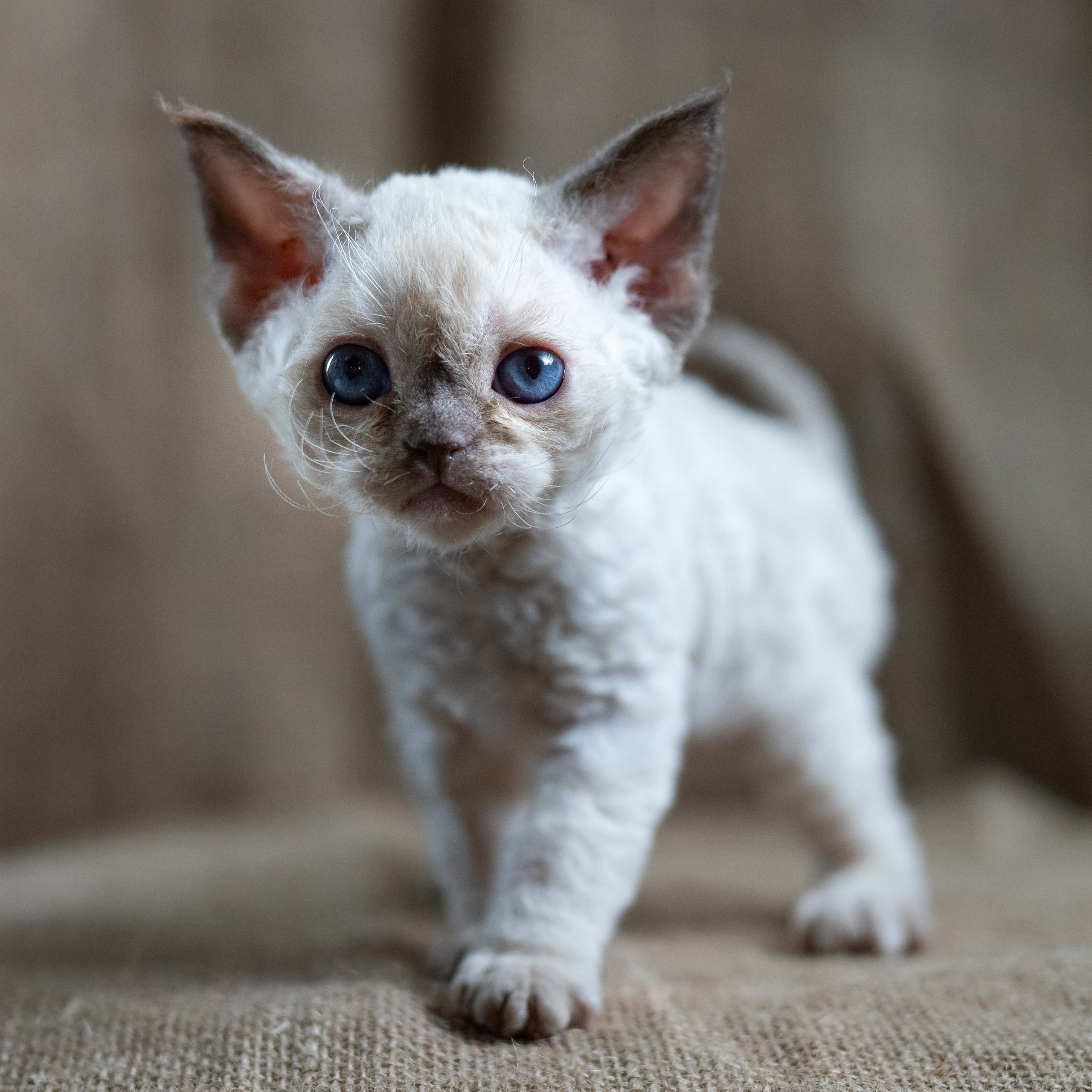 Luna, girl, born 12.20.2025. Devon Rex Pixie Cattery