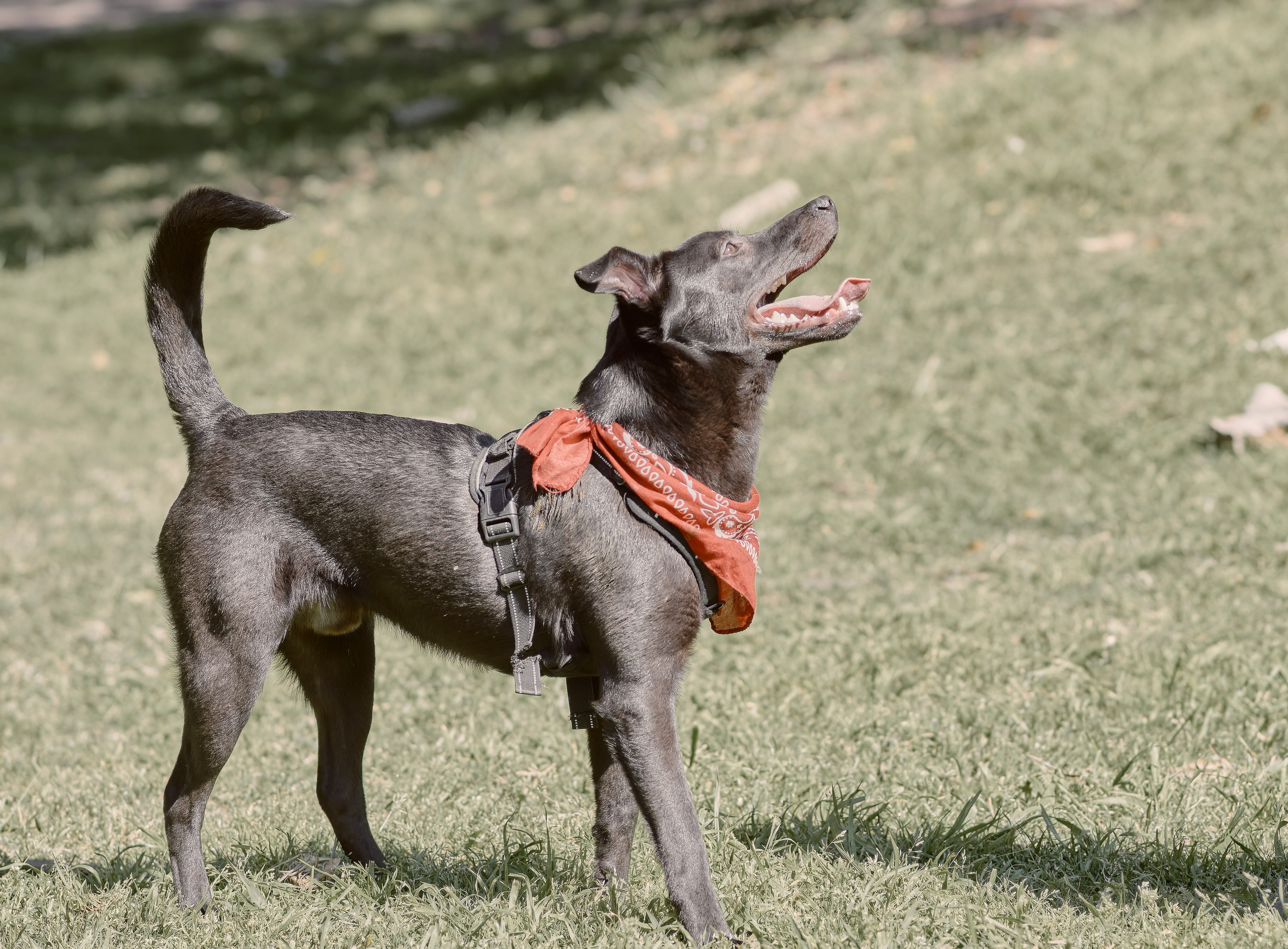 Frankell & Ruben. Valssy – Fotografía de mascotas en Uruguay. Retratos profesionales de perros y gatos