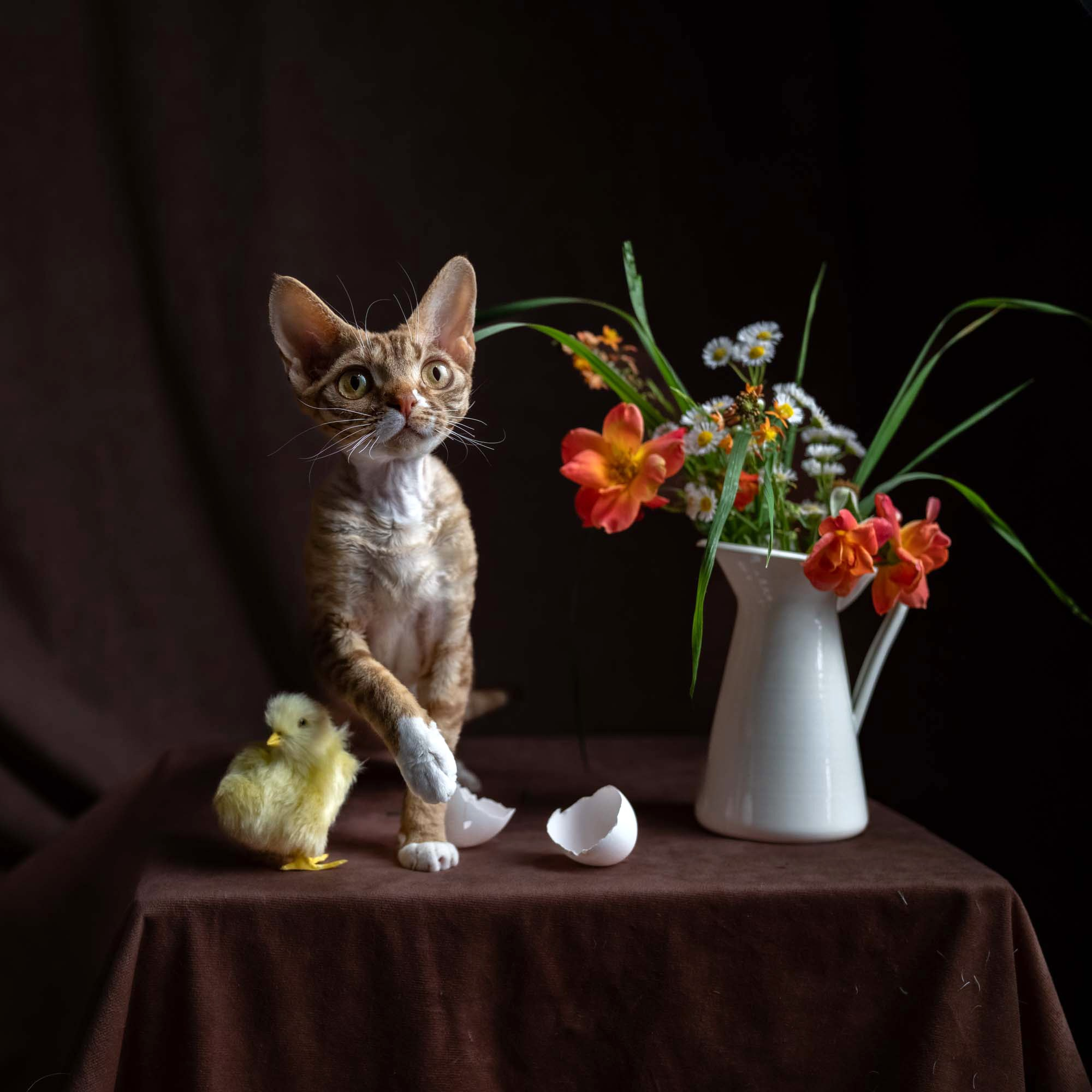 Yasia. Devon Rex Pixie Cattery