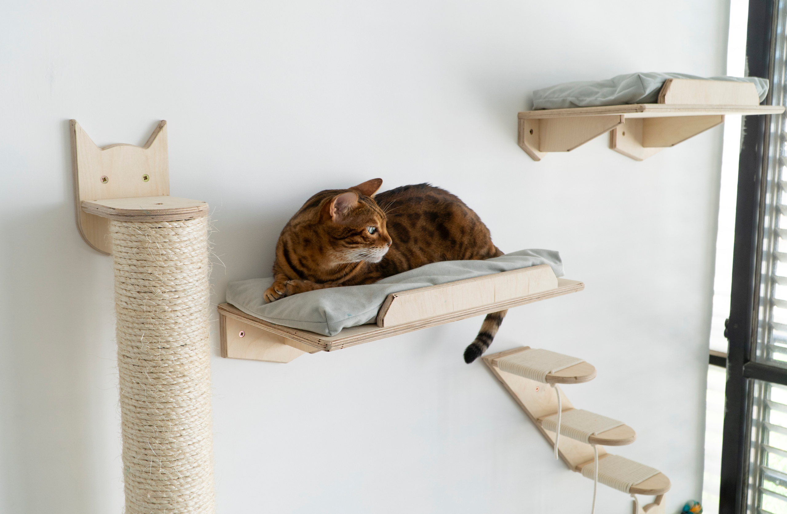 Mr Cat Home. Ellstudio film production