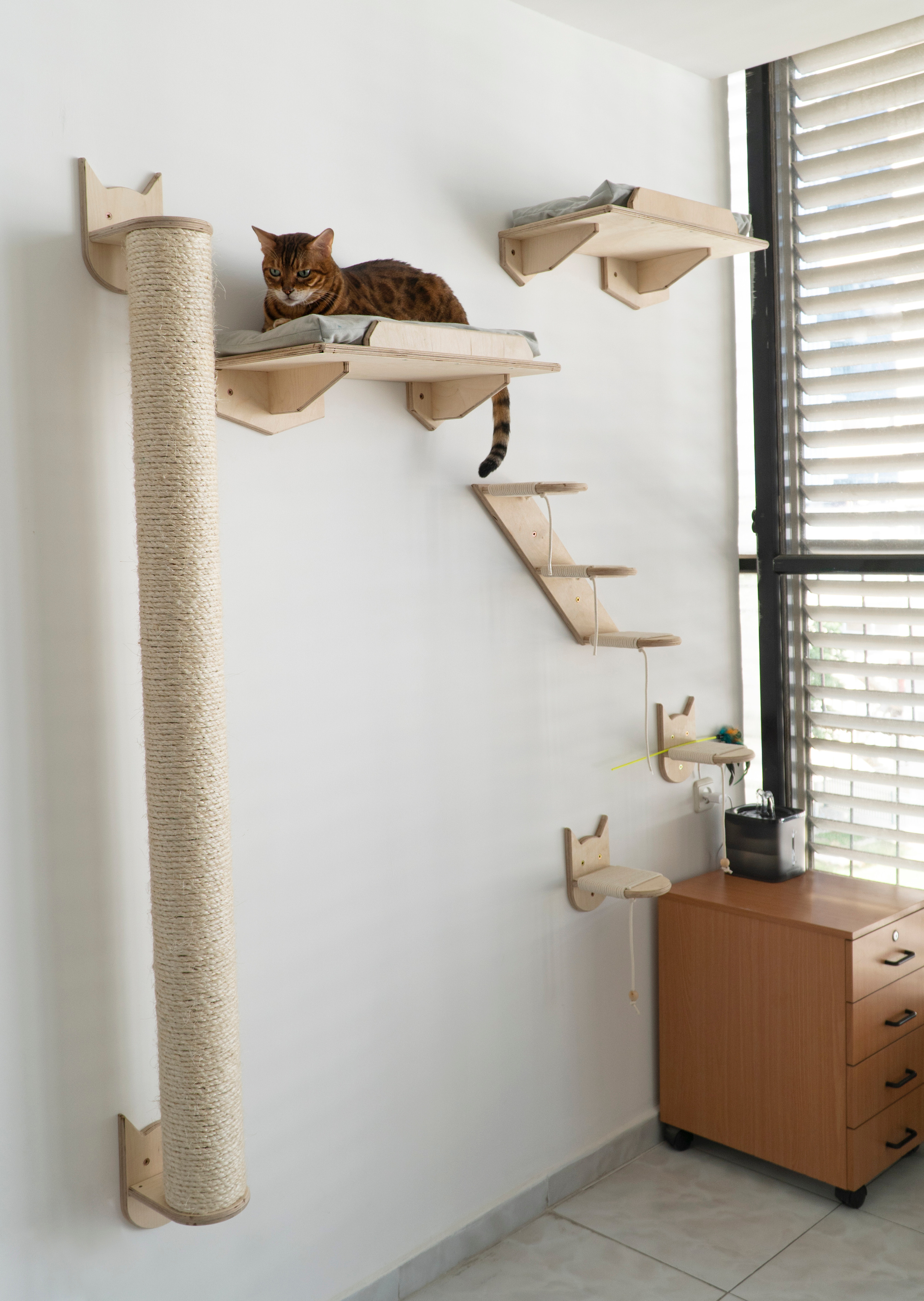 Mr Cat Home. Ellstudio film production