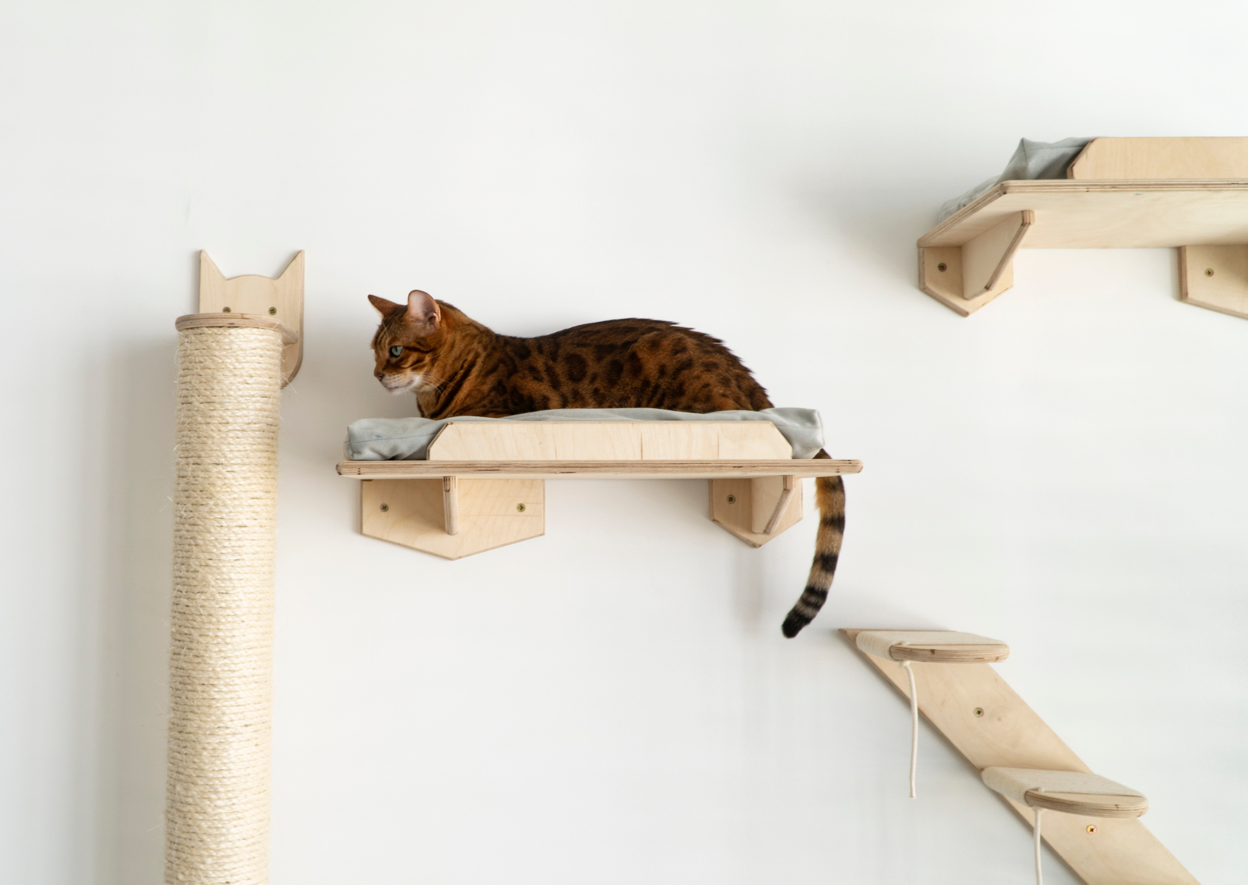 Mr Cat Home. Ellstudio film production