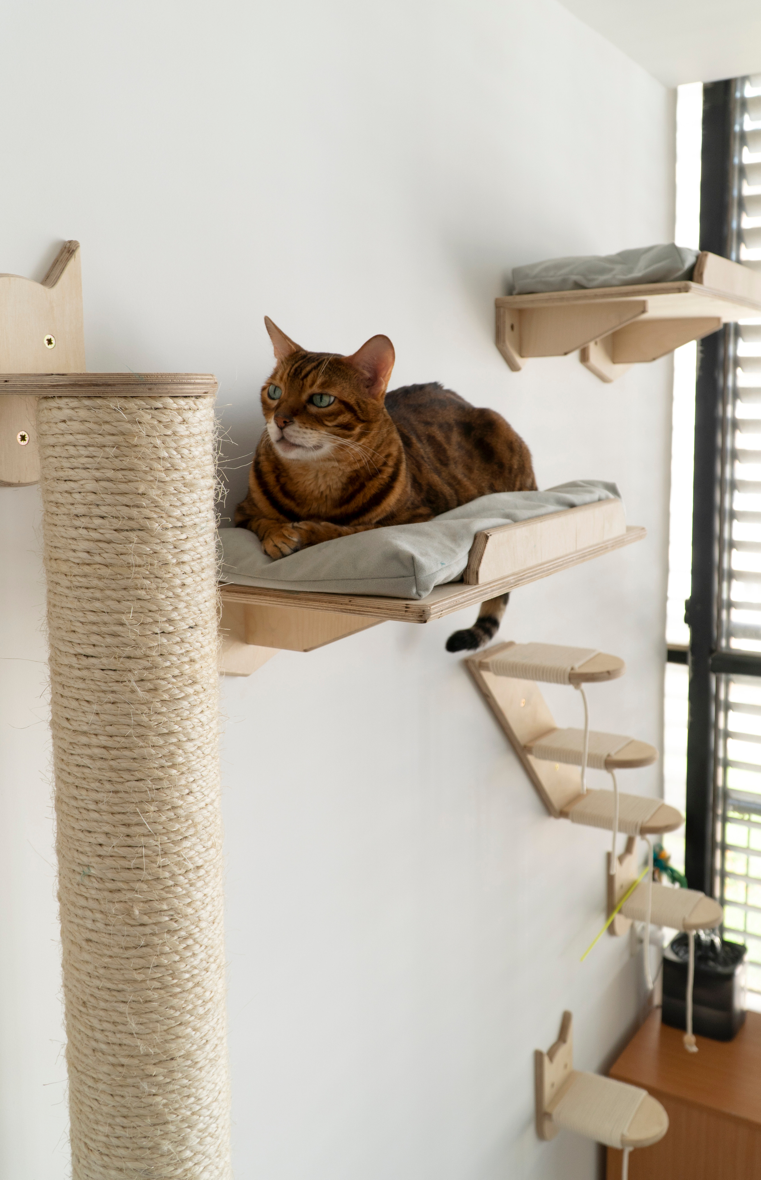 Mr Cat Home. Ellstudio film production