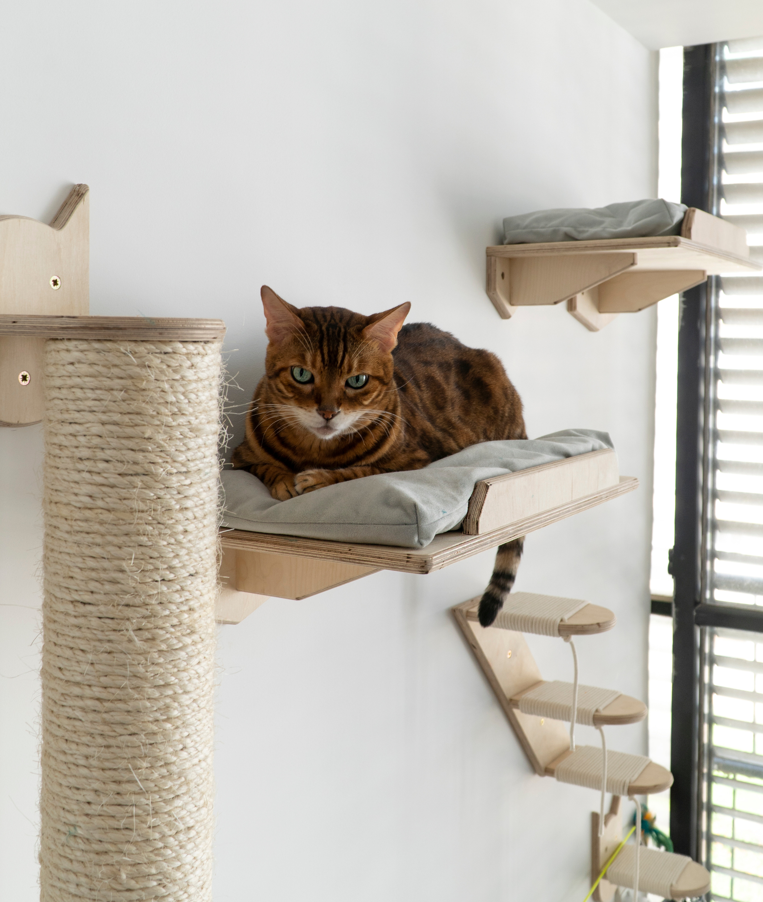 Mr Cat Home. Ellstudio film production