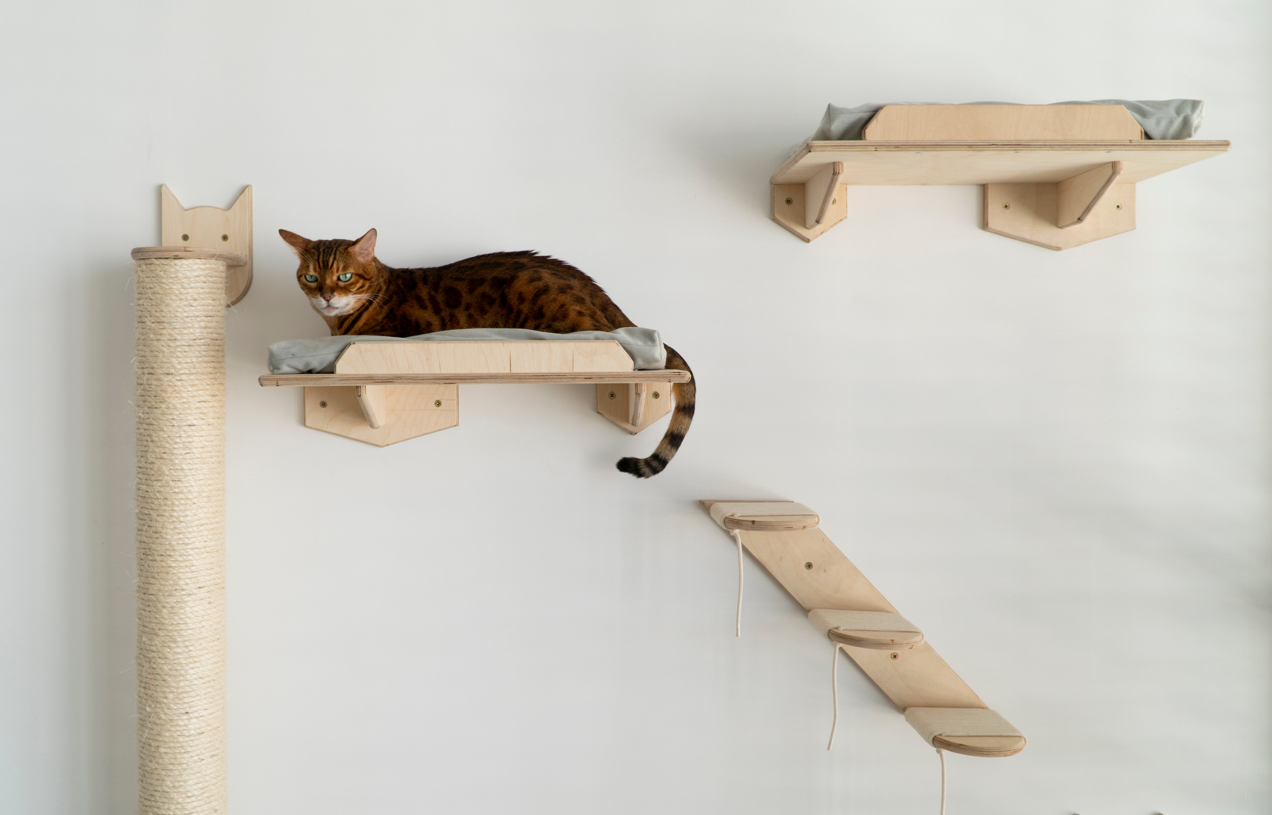 Mr Cat Home. Ellstudio film production