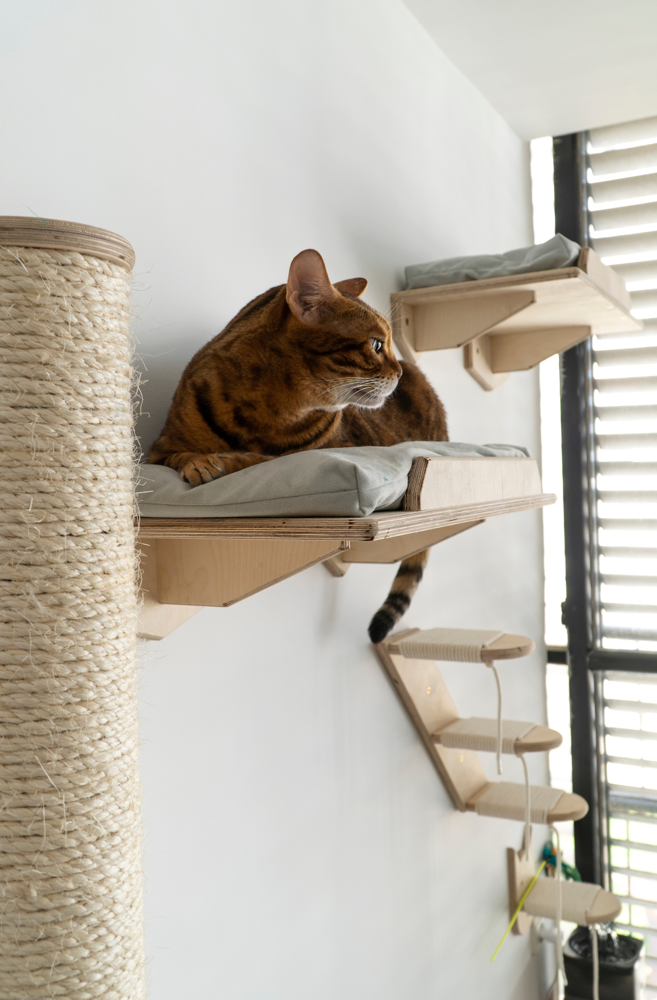 Mr Cat Home. Ellstudio film production