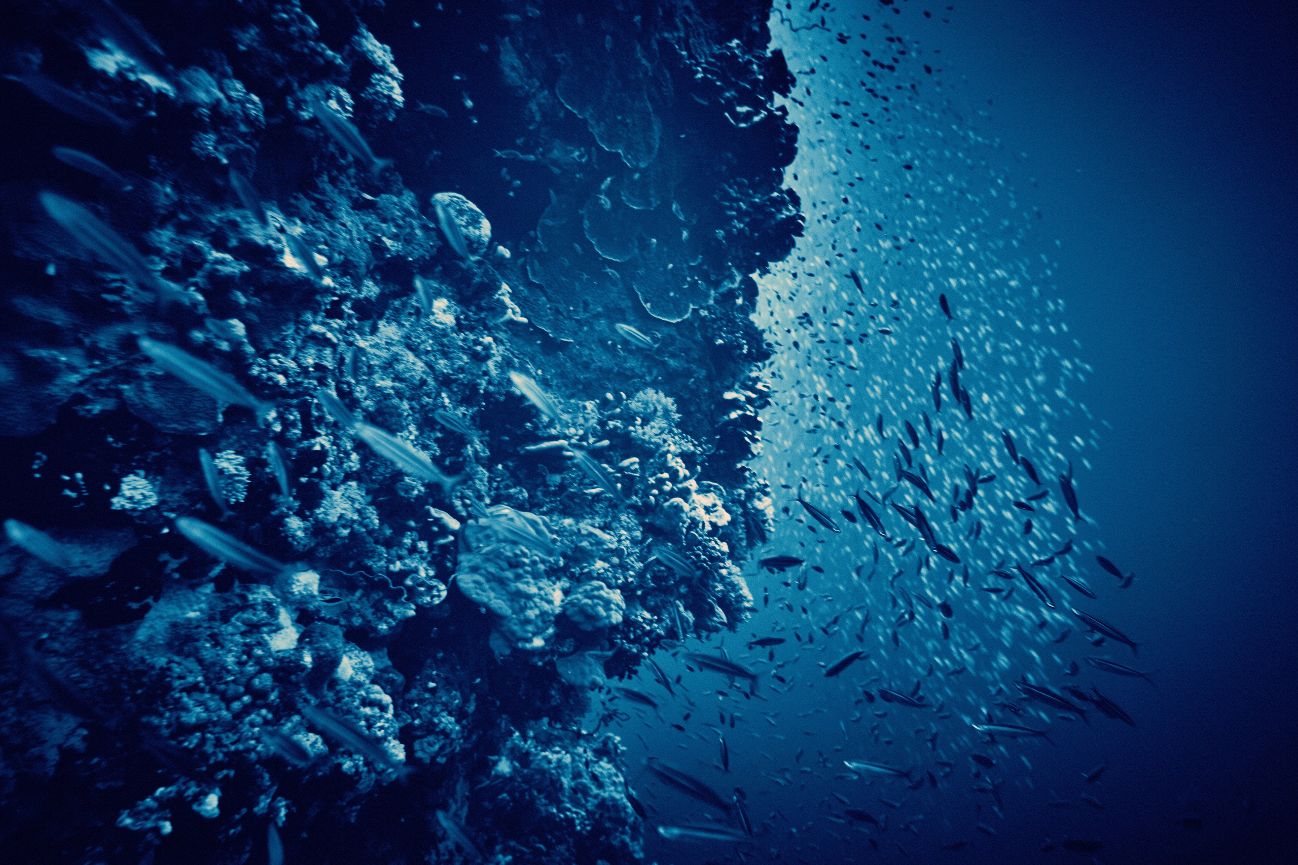 2023-11 - Diving Safari Deep South Egypt. Andriej Szypilow — Photography & Videography