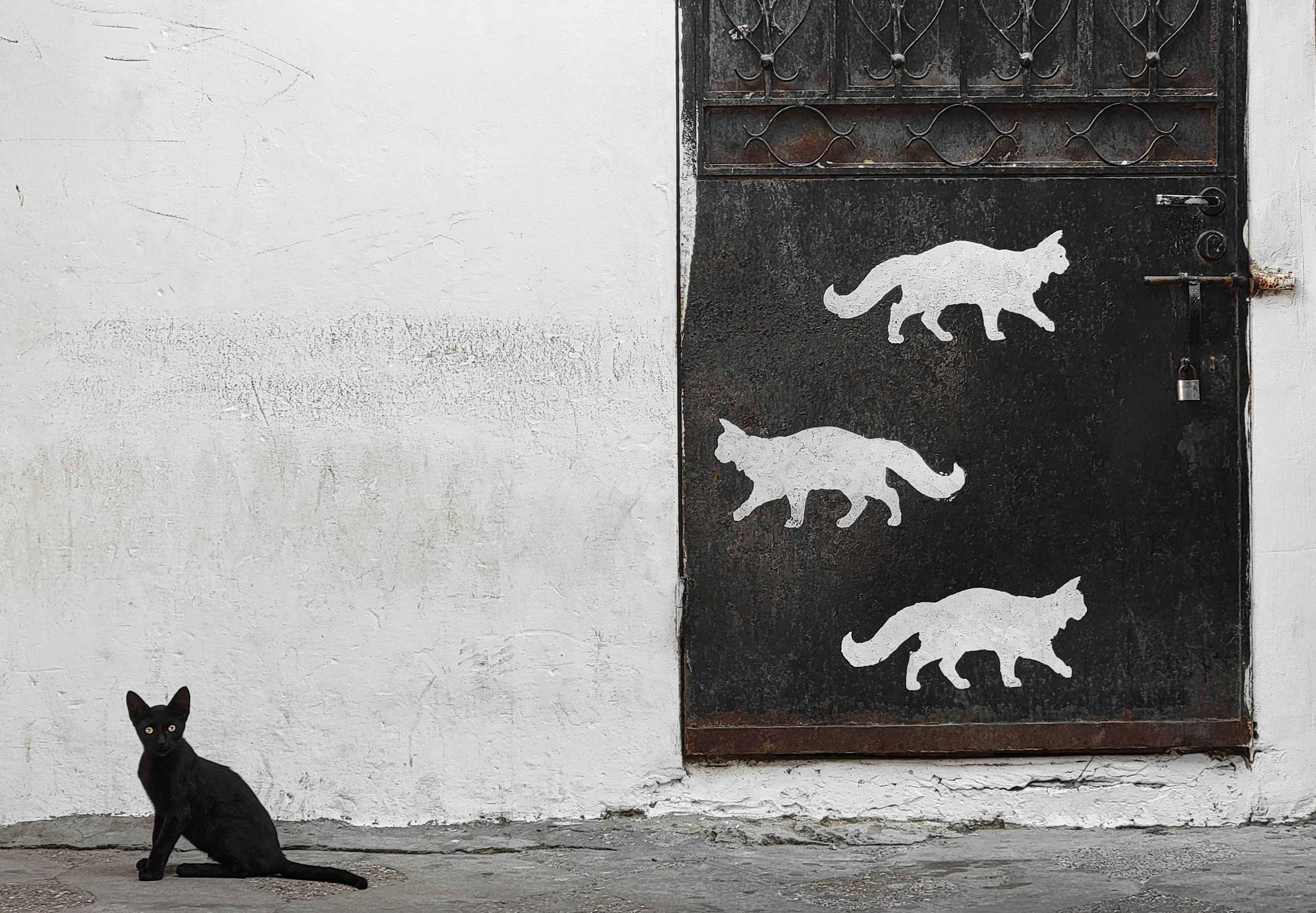 A visually intriguing photograph of a black cat sitting beside a weathered black door, adorned with painted silhouettes of walking cats. The minimalist composition and interplay of real and depicted elements create a whimsical yet mysterious atmosphere. This image highlights the photographer's ability to capture unique perspectives and artistic details, appealing to clients seeking creative and thought-provoking visual storytelling for editorial, branding, or artistic projects.