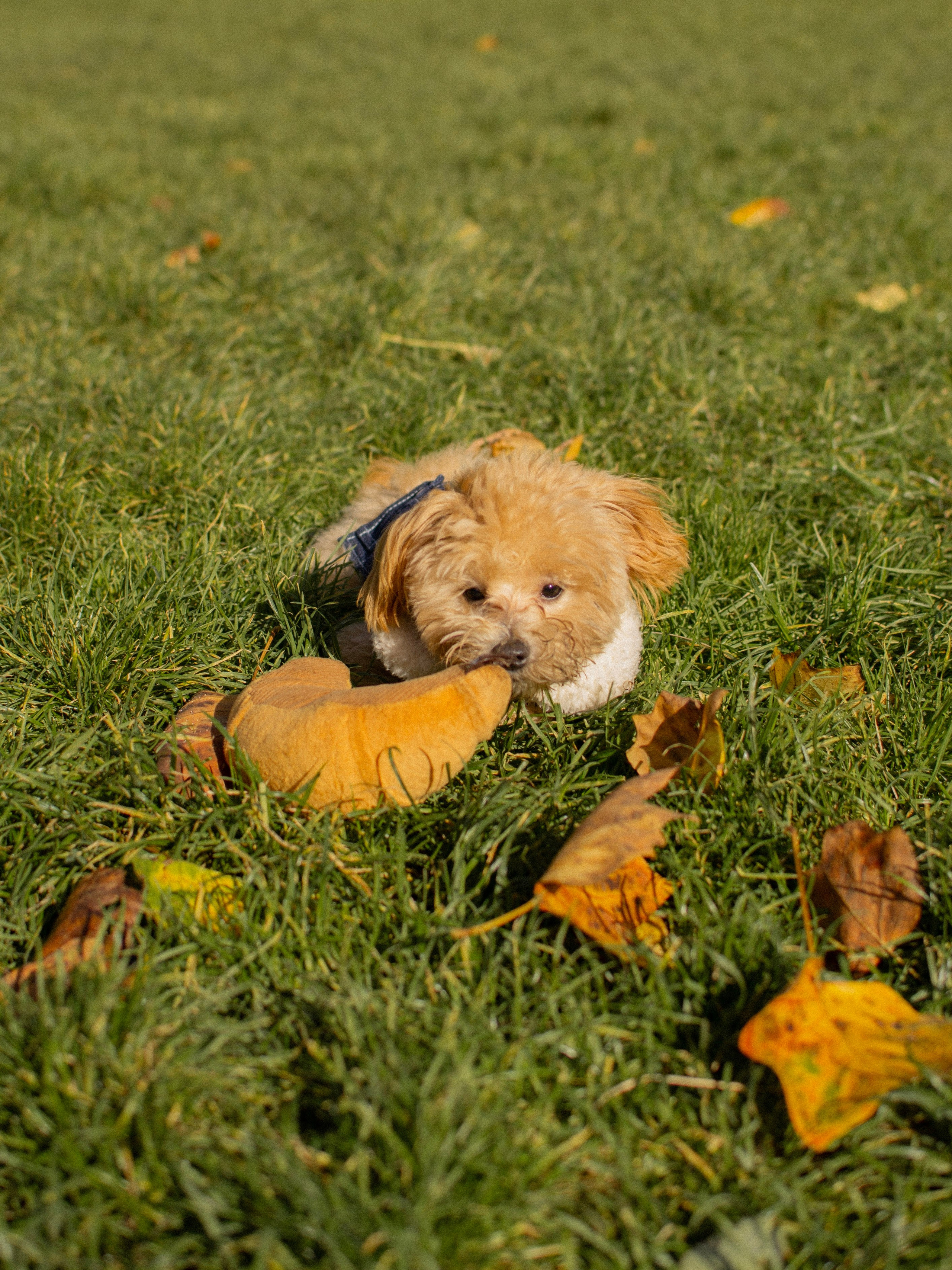 Barney, Nastya et Kolya. Photographe animalier à Paris Anna Pereira