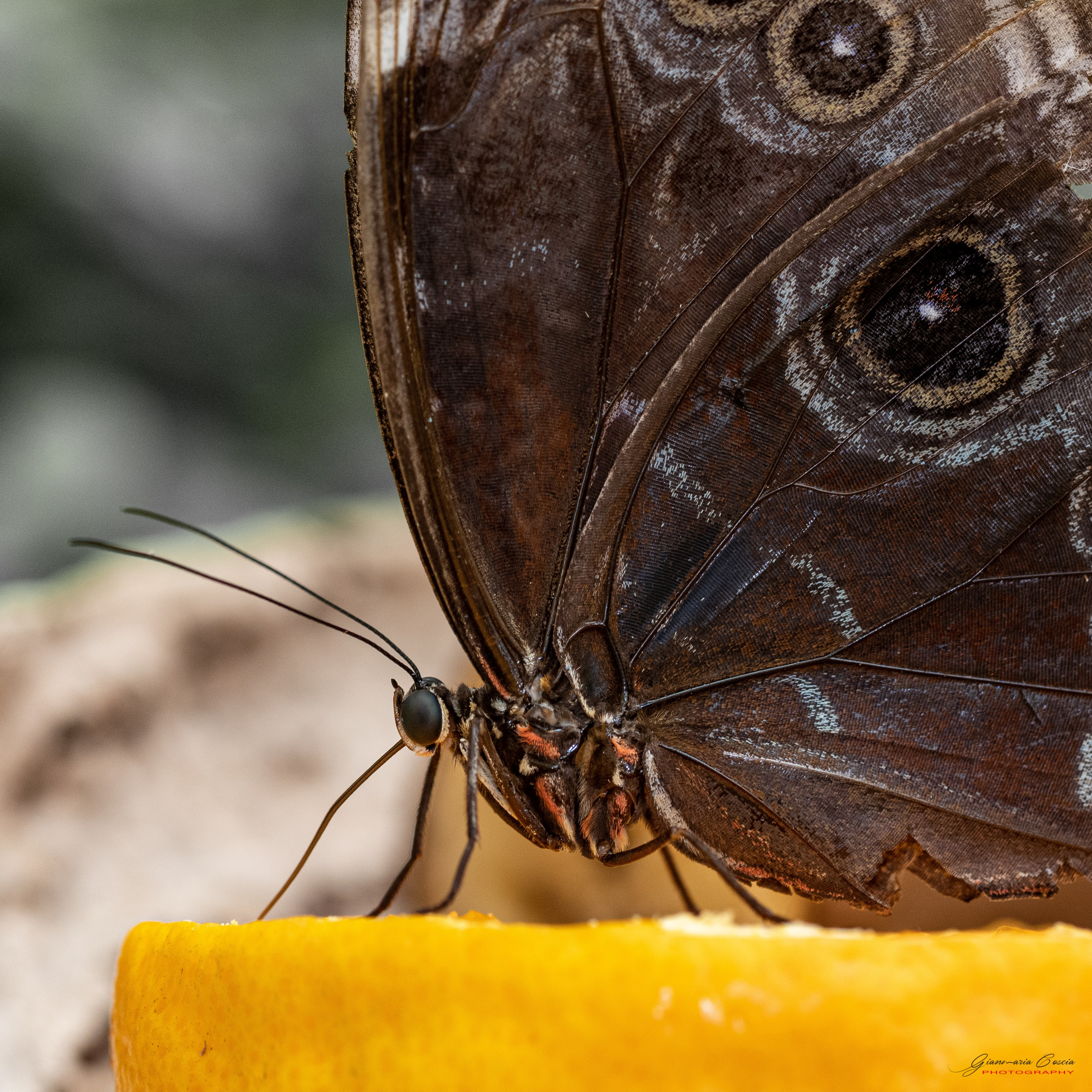 Farfalle. “Gianmaria Coscia fotografo per passione”
