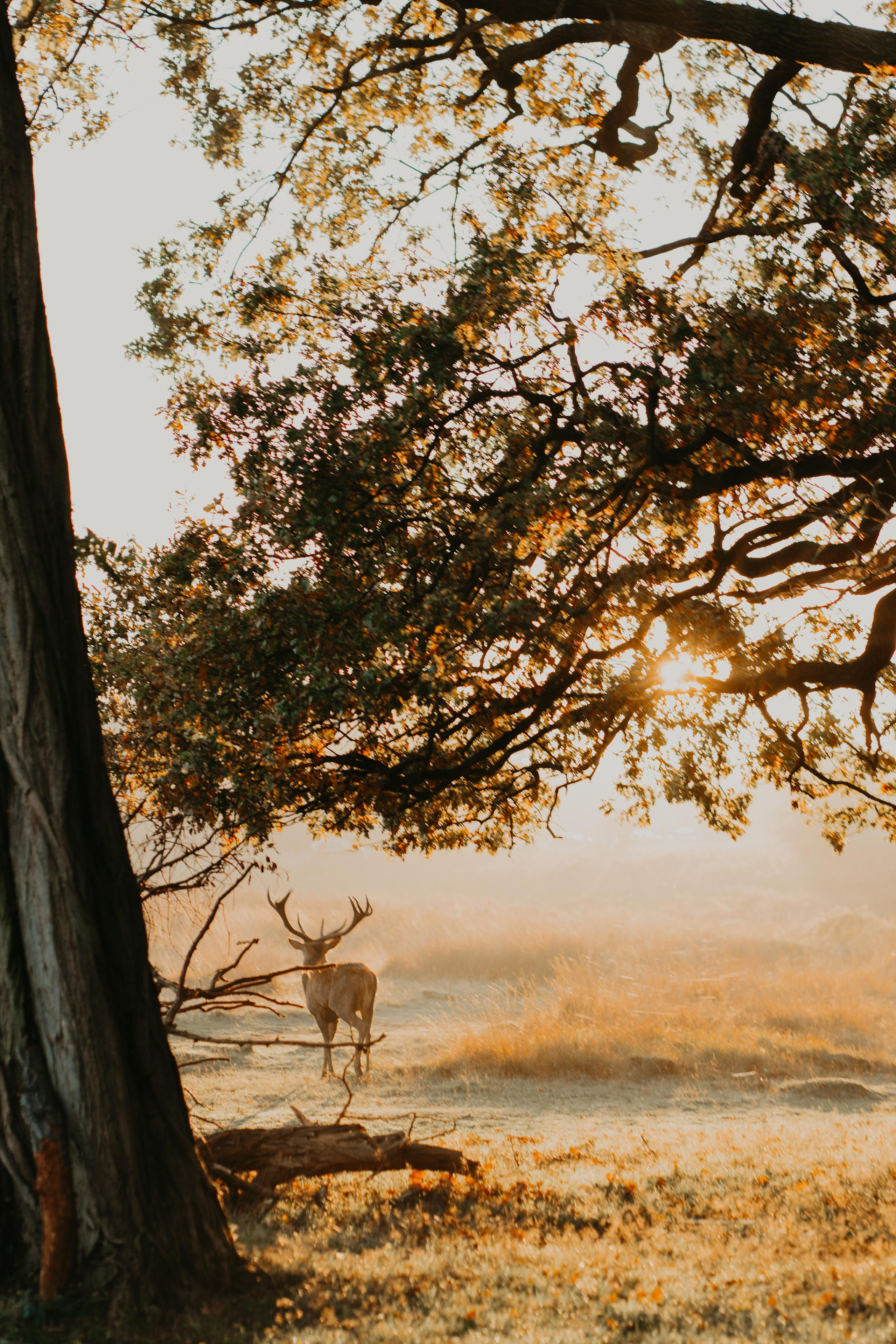deer walking through the forest 
