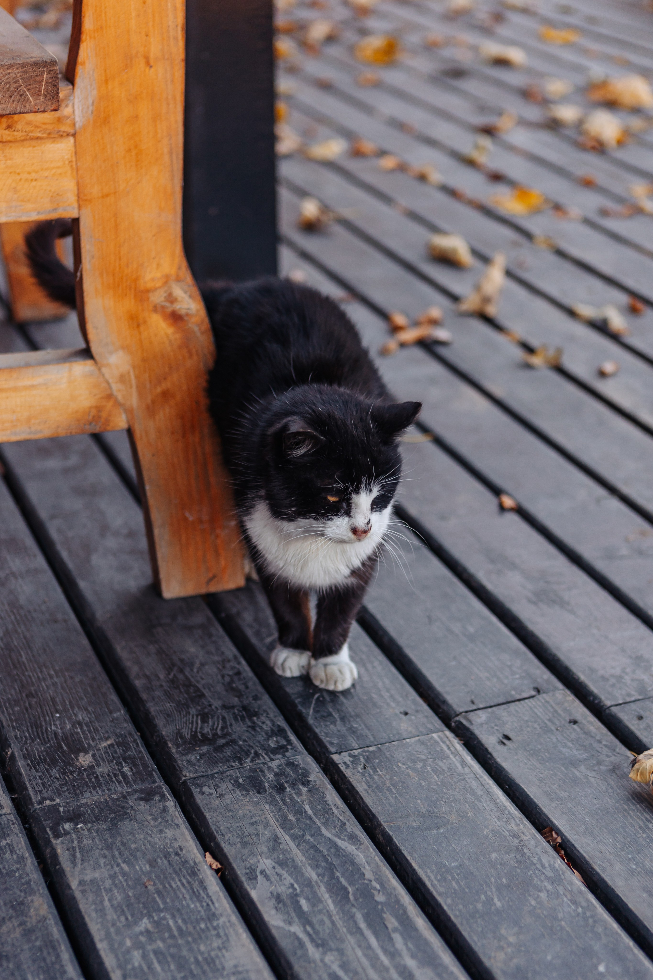 Alexandra. Cristina Andronache fotograf Brașov fotograf de familie fotograf de nunta Brașov
