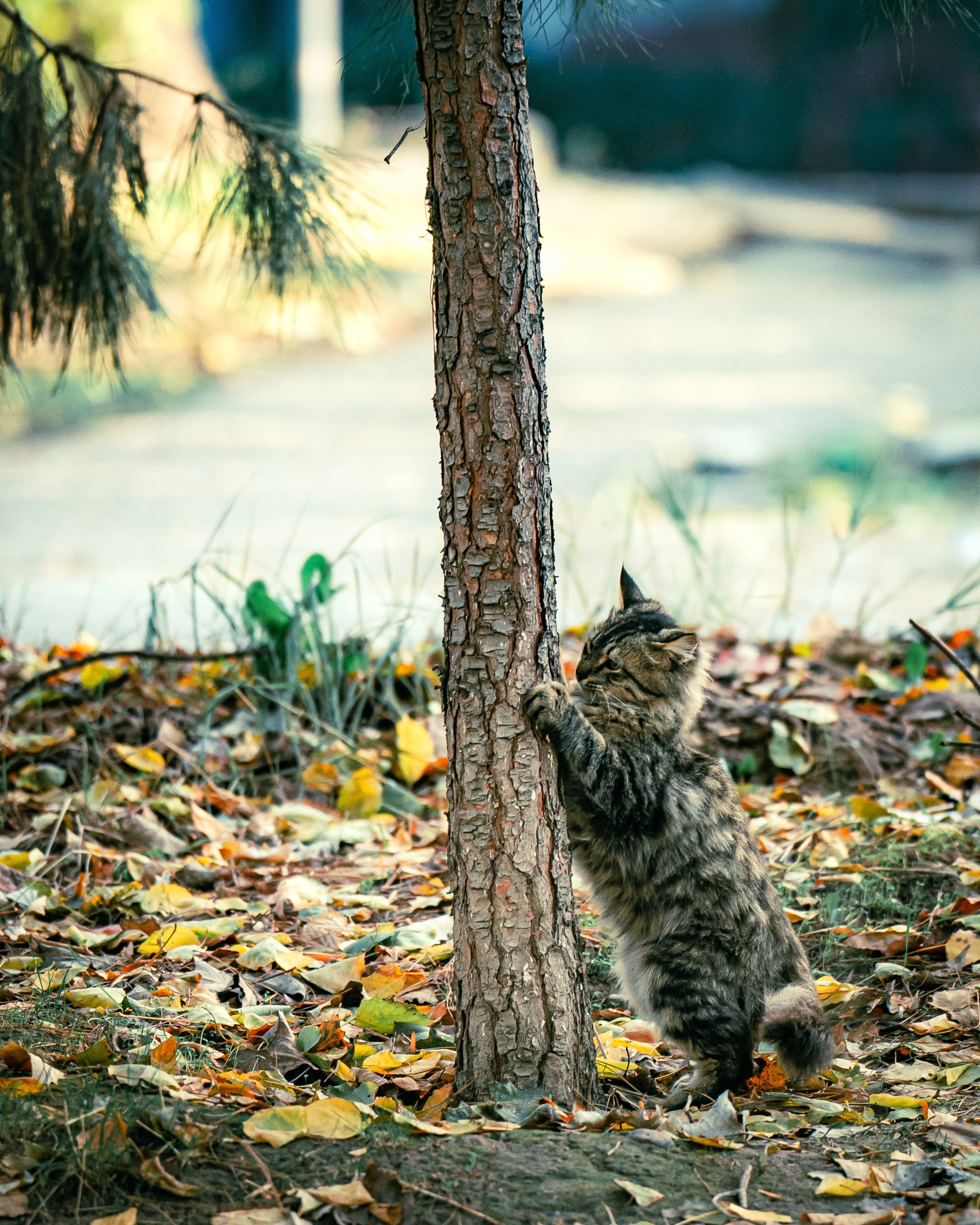 Ташкентская осень. Георгий Намазов | Фотограф в Ташкенте